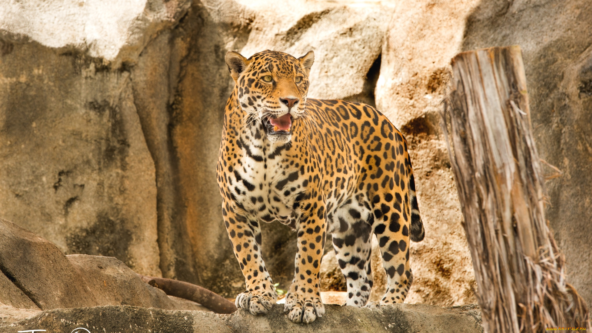 животные, Ягуары, хищник