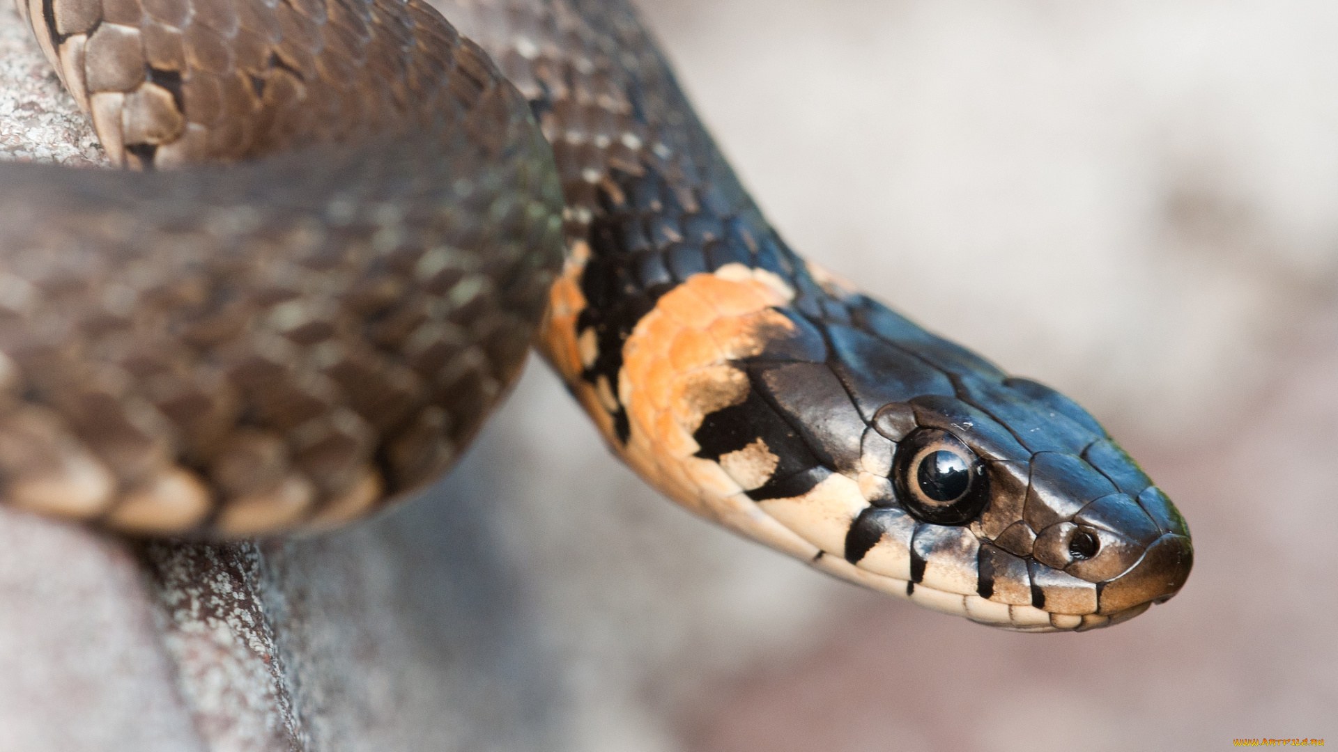 животные, змеи, питоны, кобры, гад