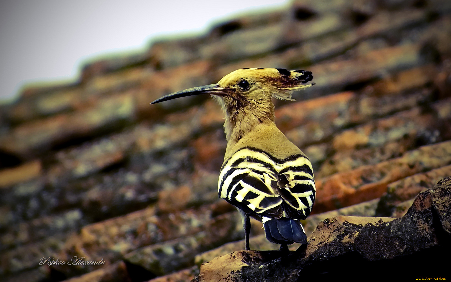 животные, удоды, дятел