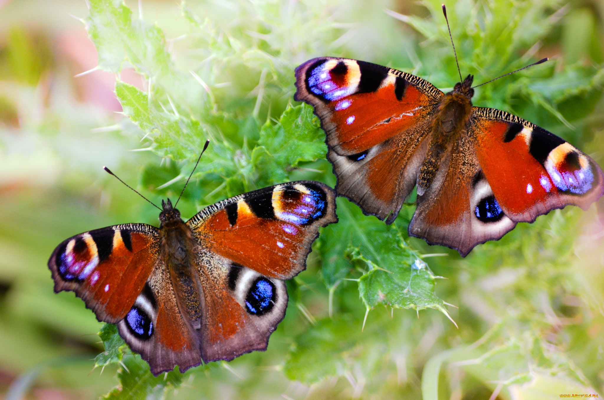 животные, бабочки, павлиний, глаз
