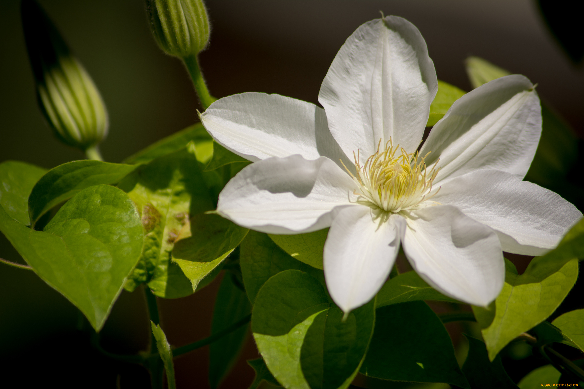 цветы, клематис, ломонос, макро