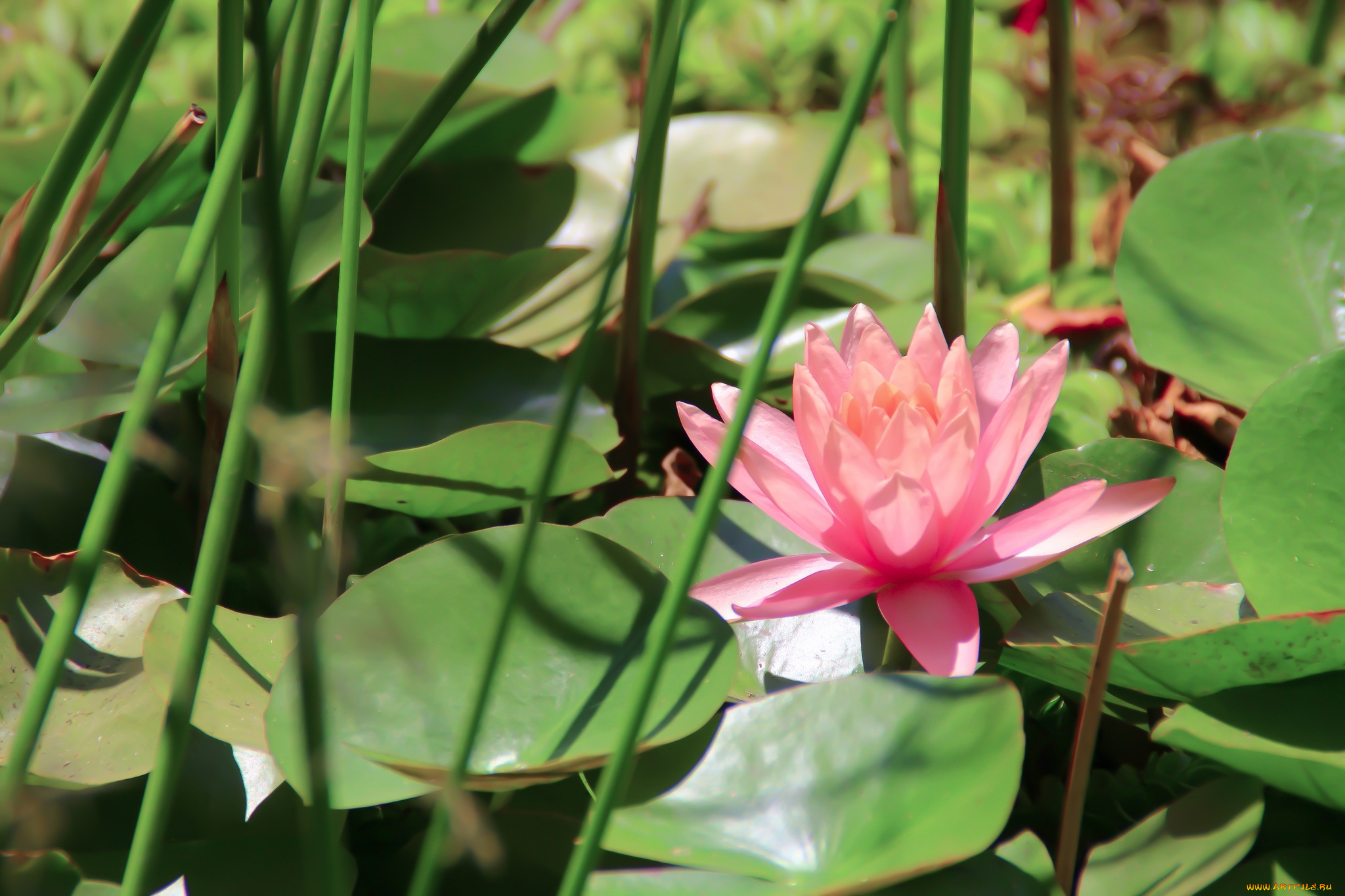 цветы, лилии, водяные, нимфеи, кувшинки, нимфея