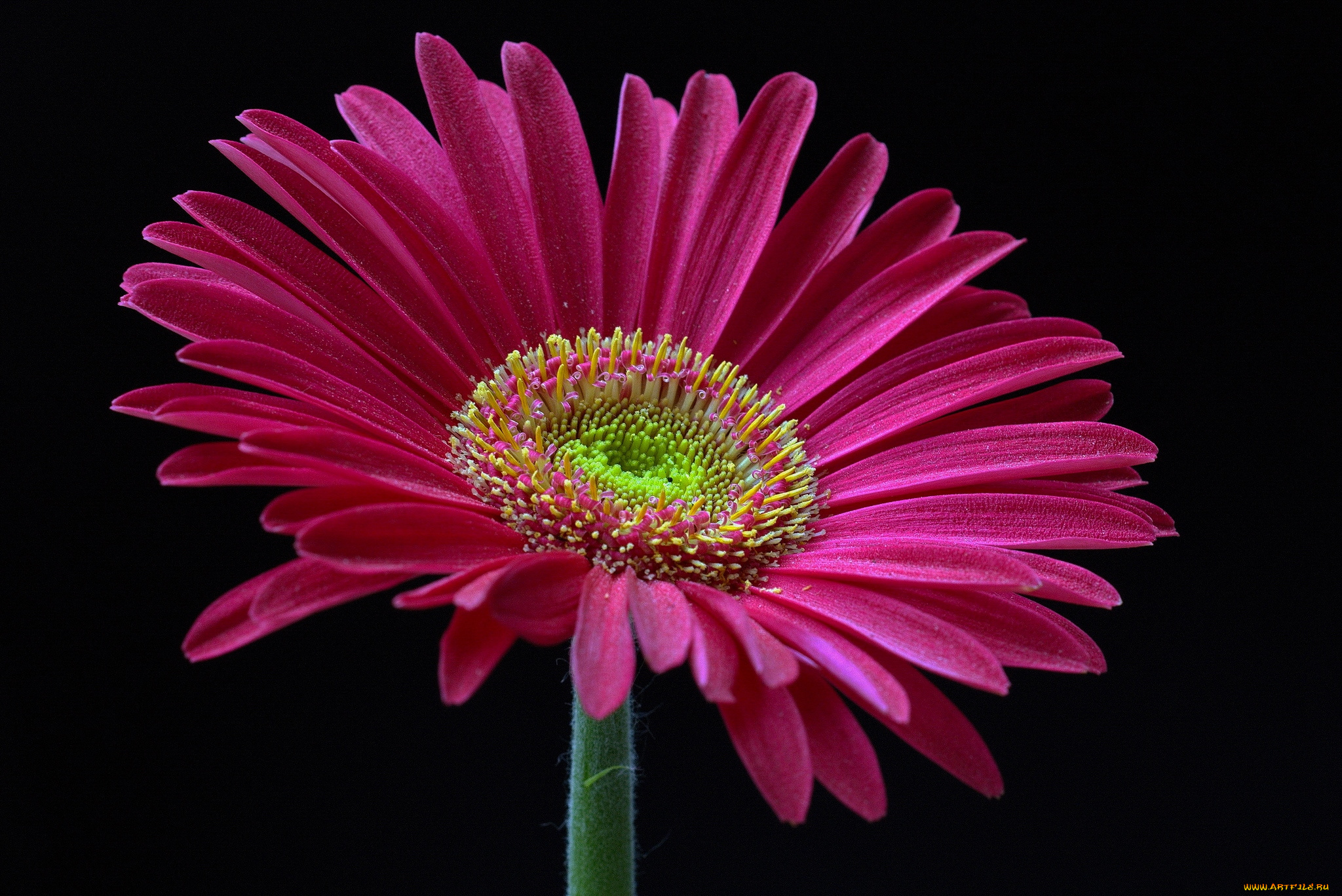 цветы, герберы, макро