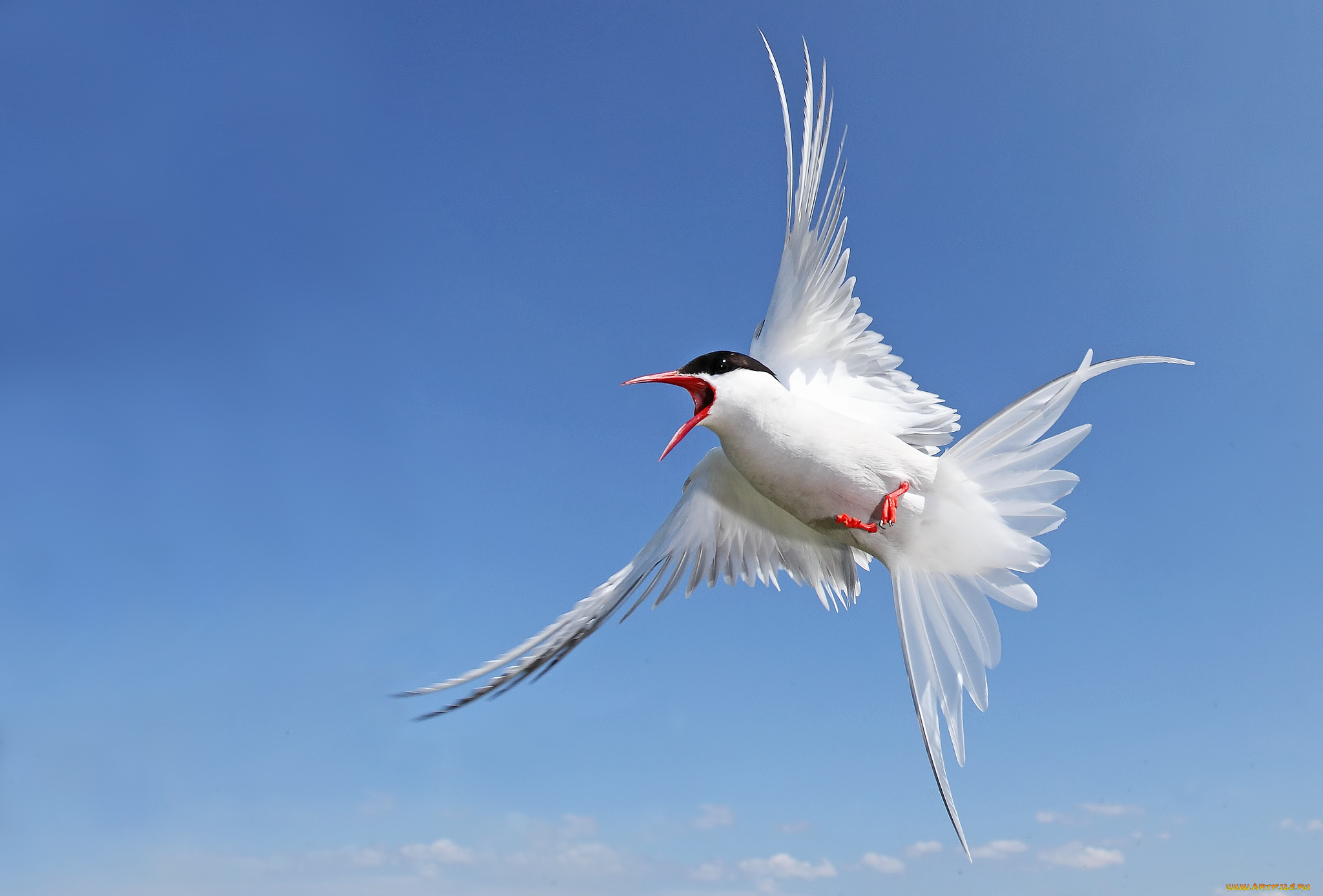 животные, Чайки, бакланы, крачки, крачка, полет