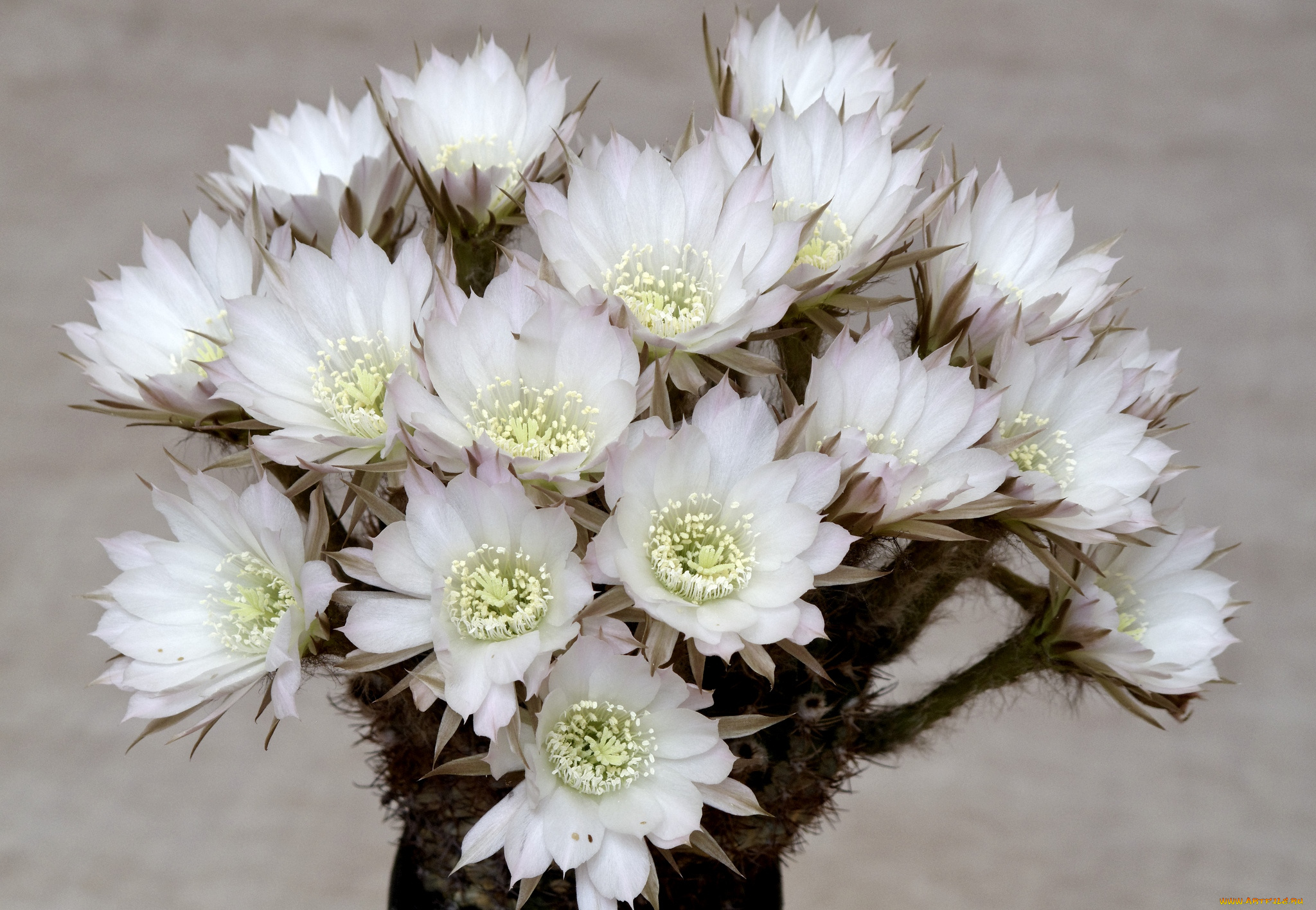 цветы, кактусы, цветение