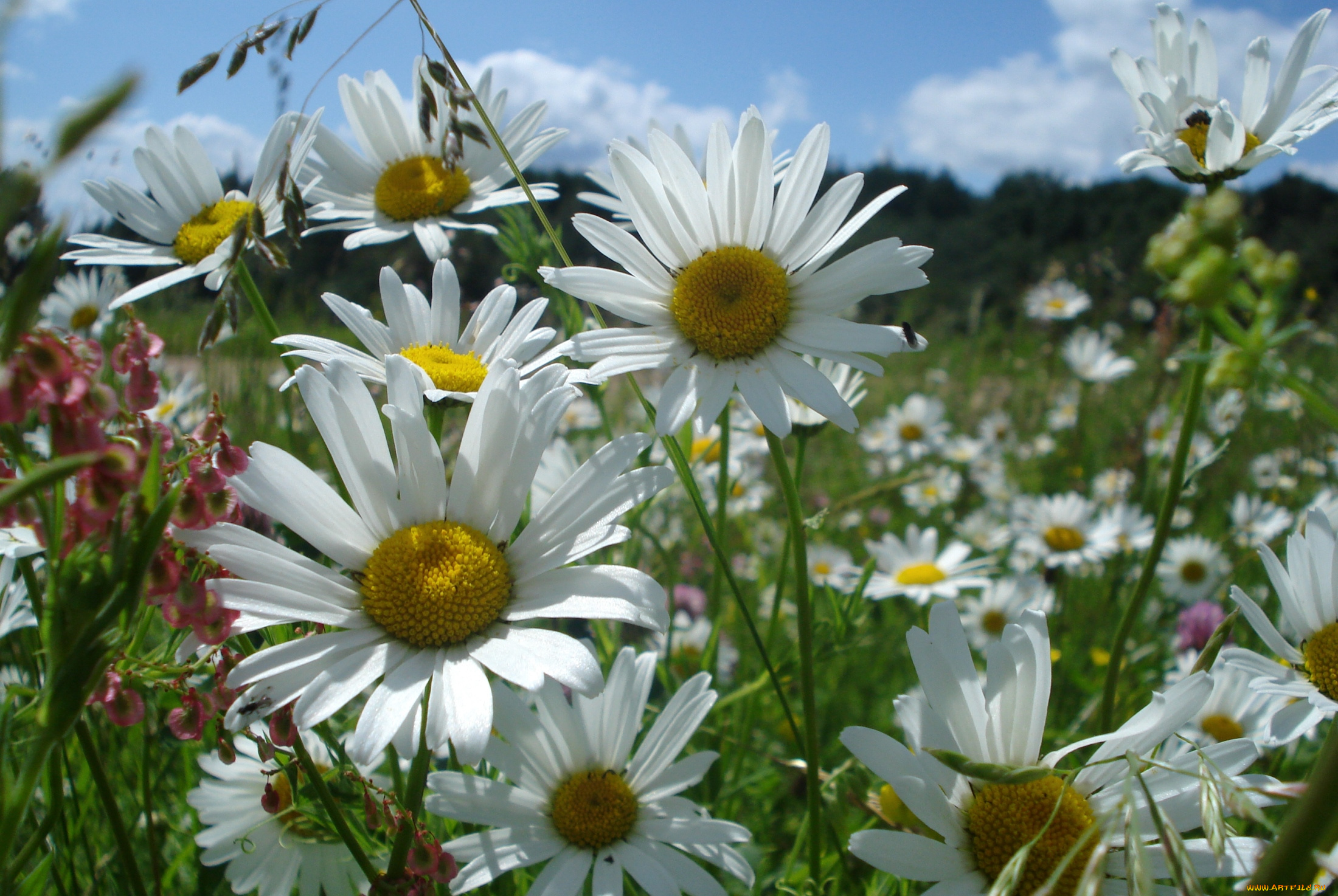 цветы, ромашки, лепестки, луг