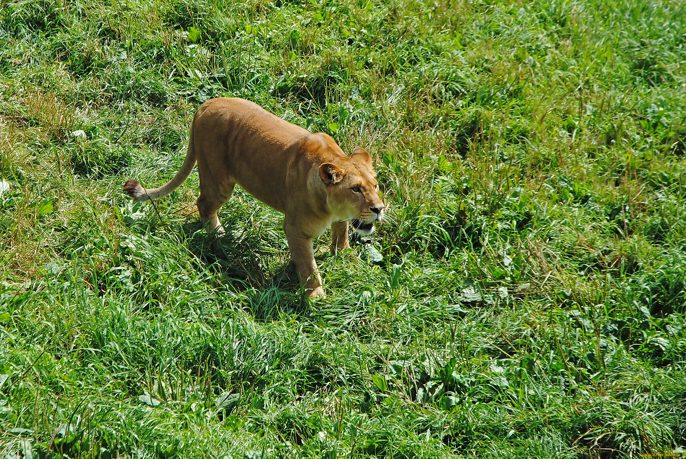 животные, львы, лев