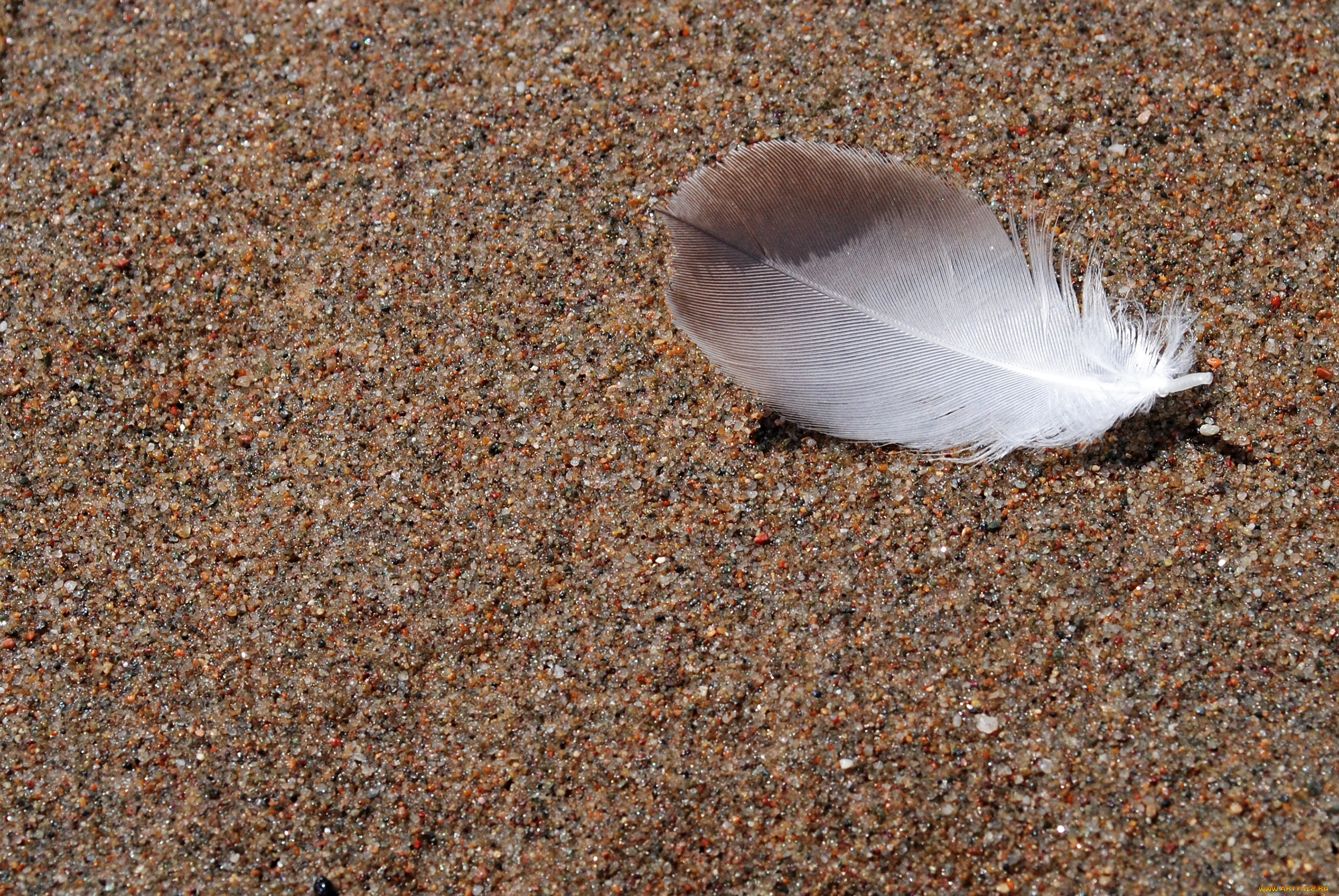 разное, перья, перо