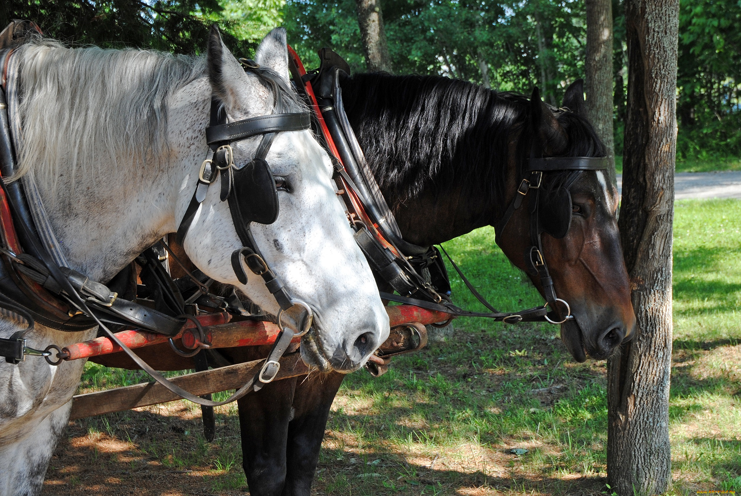 животные, лошади