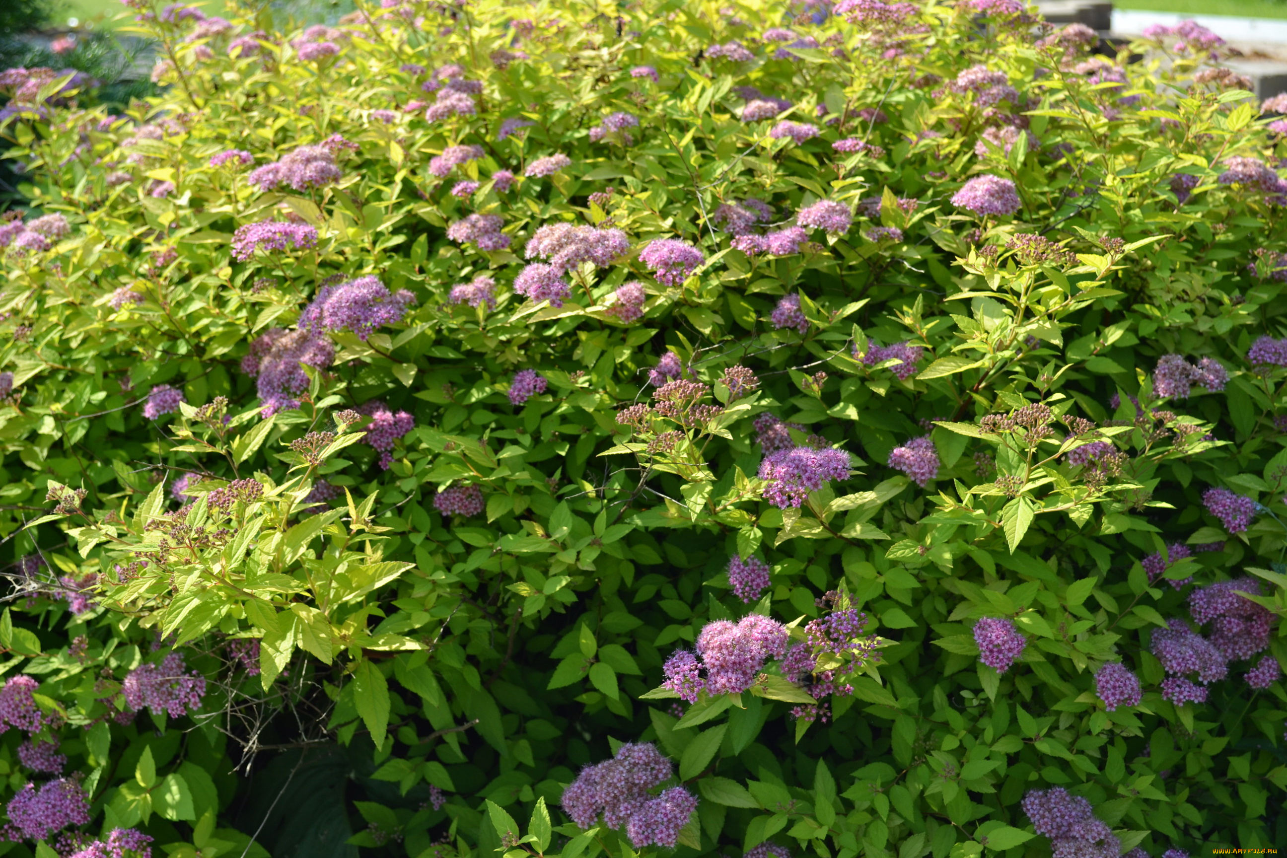 цветы, цветущие, деревья, кустарники, куст, спирея