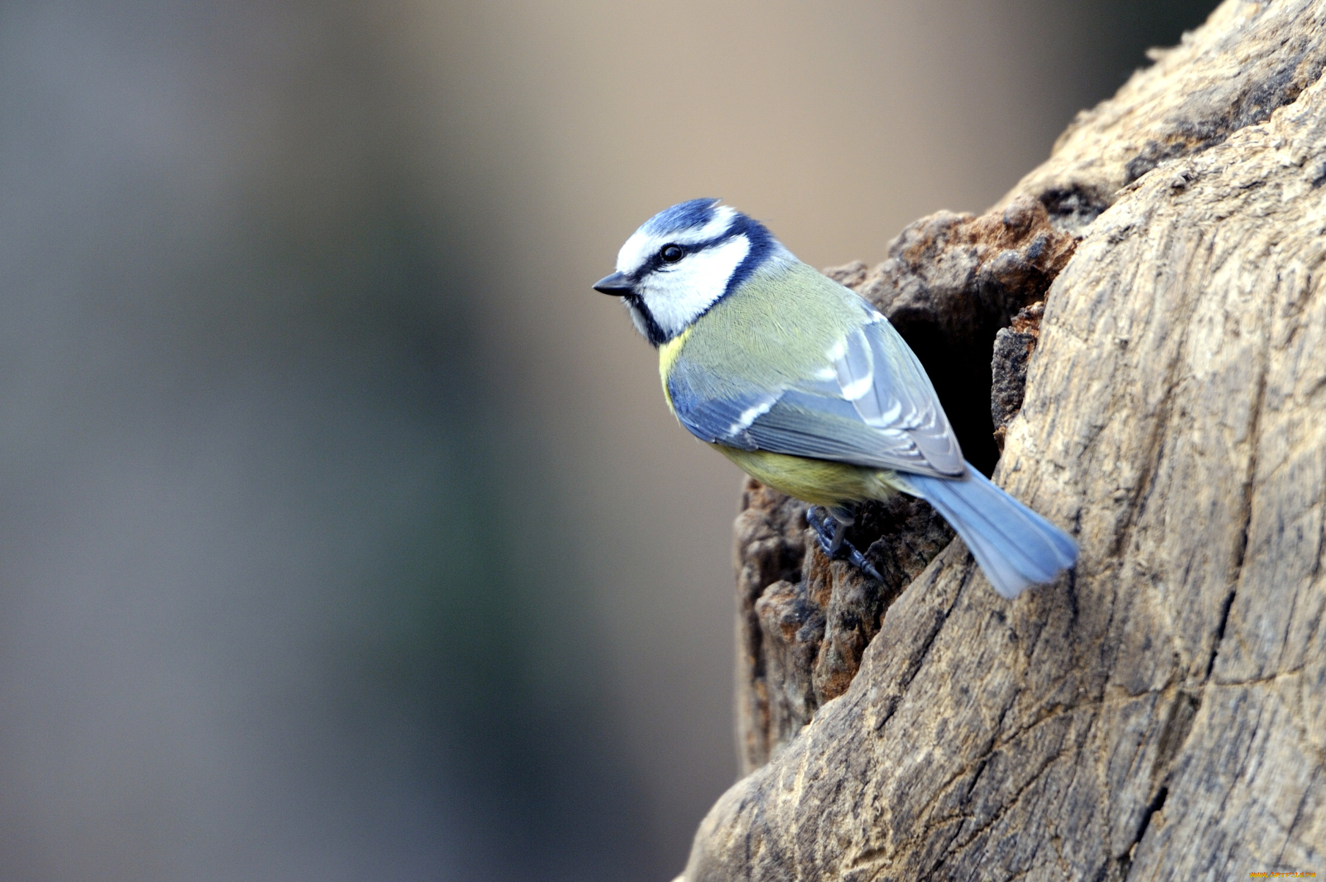 животные, синицы, лазоревки, птичка
