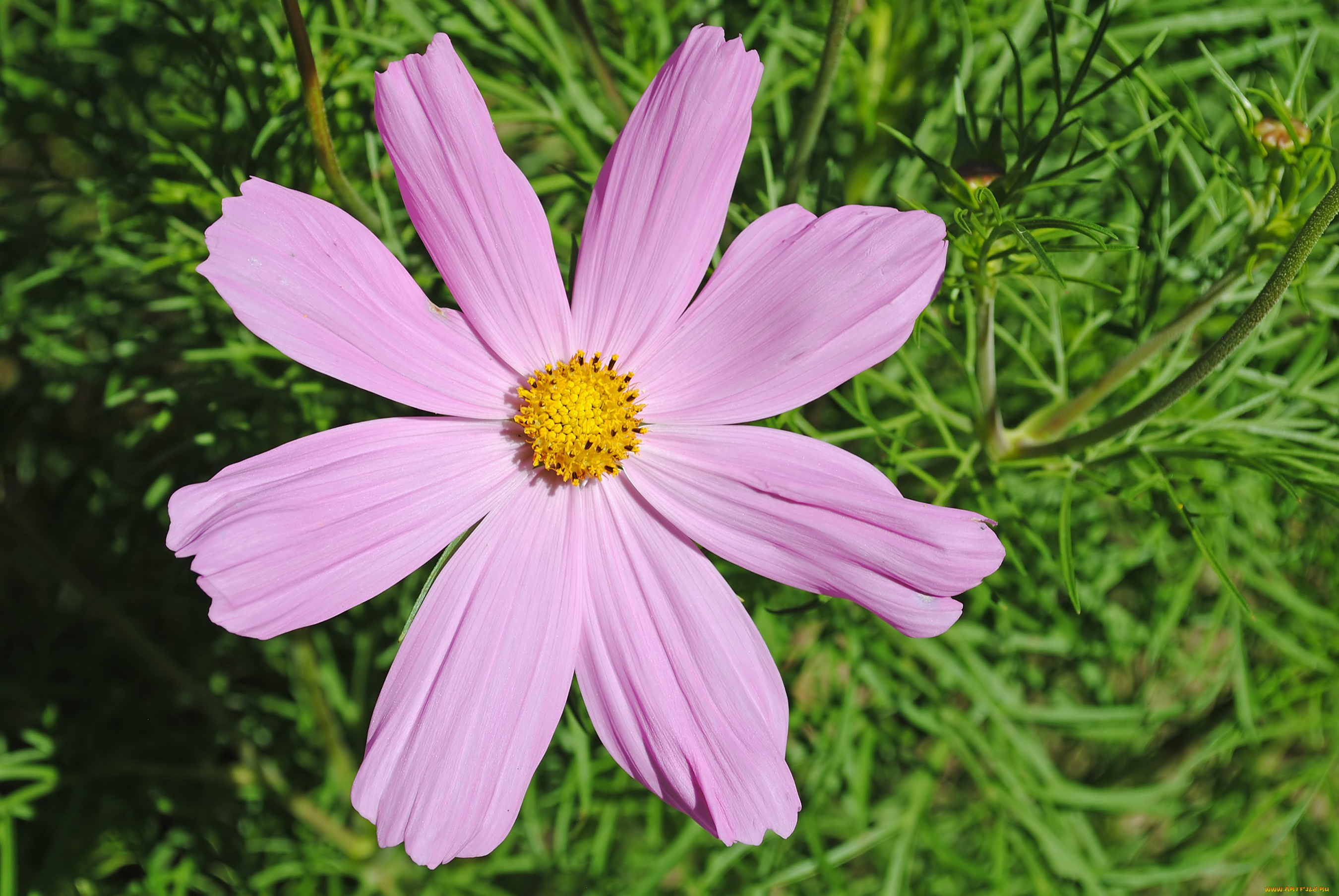 цветы, космея, лепестки