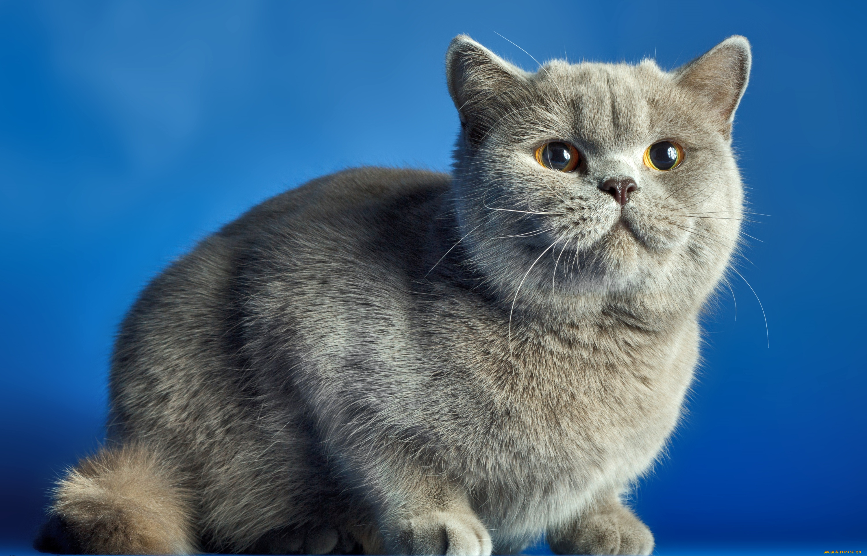 животные, коты, кошак