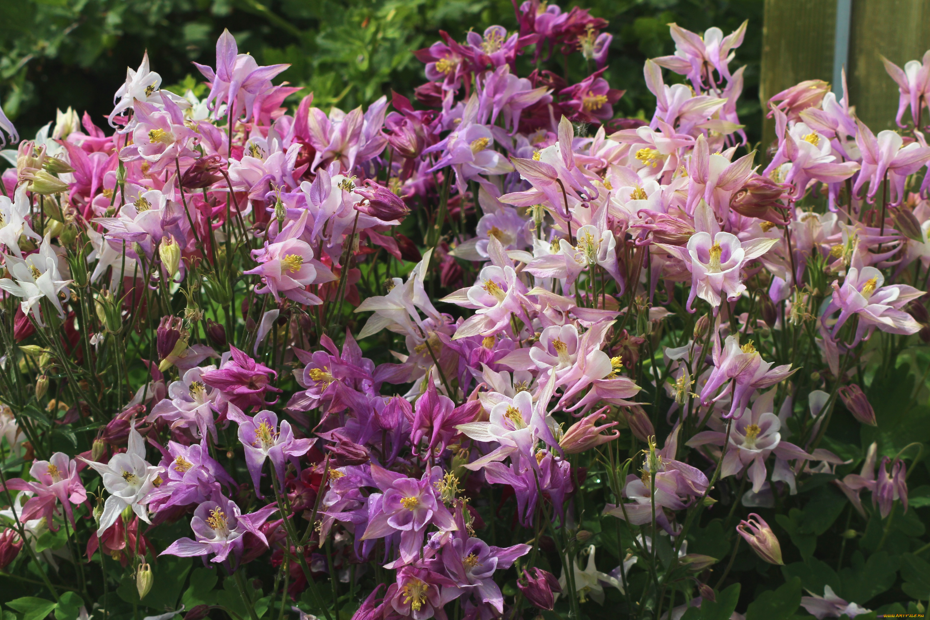 цветы, аквилегия, водосбор, розовый