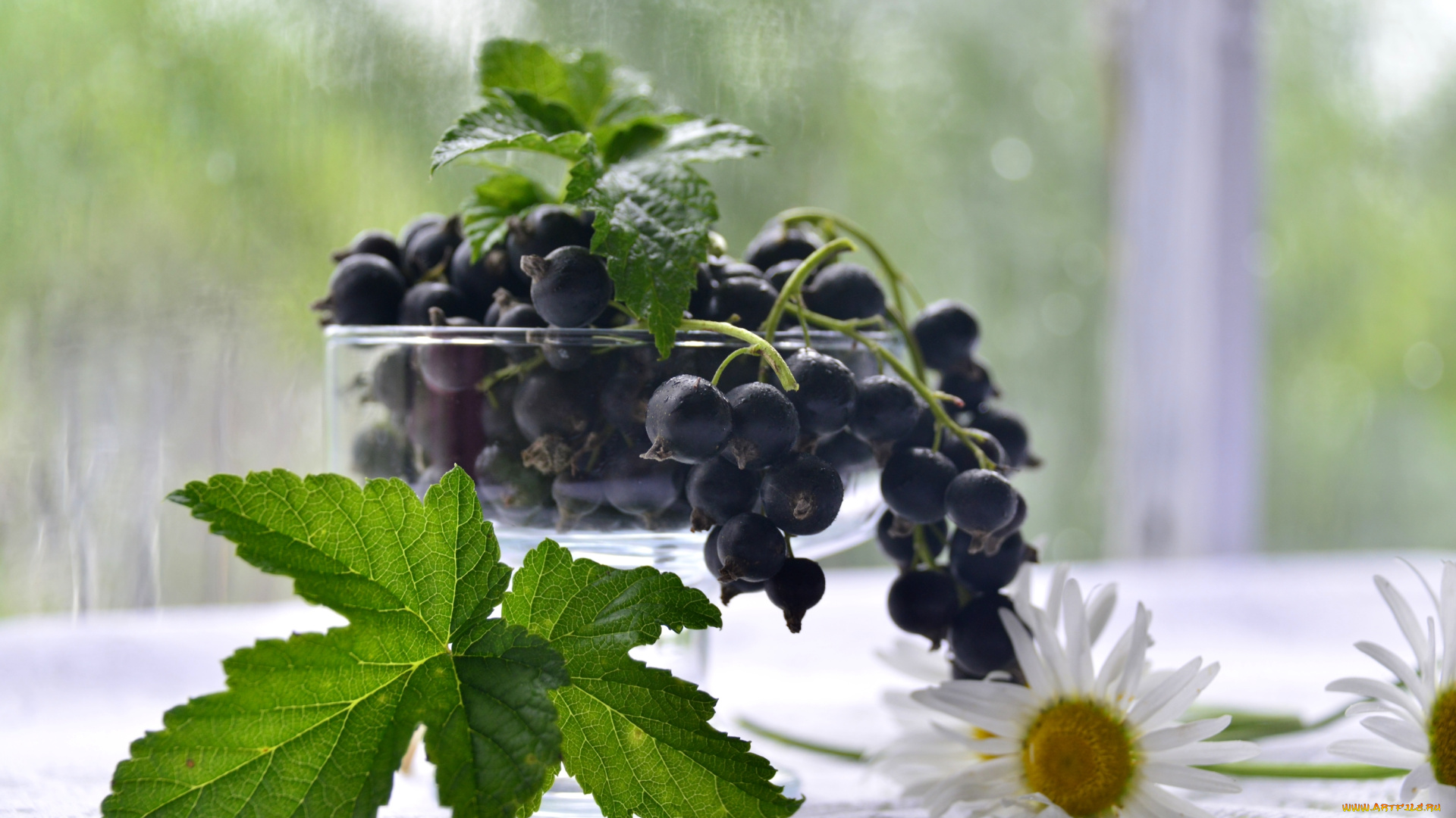 еда, фрукты, , ягоды, ромашки, ягоды, черная, смородина