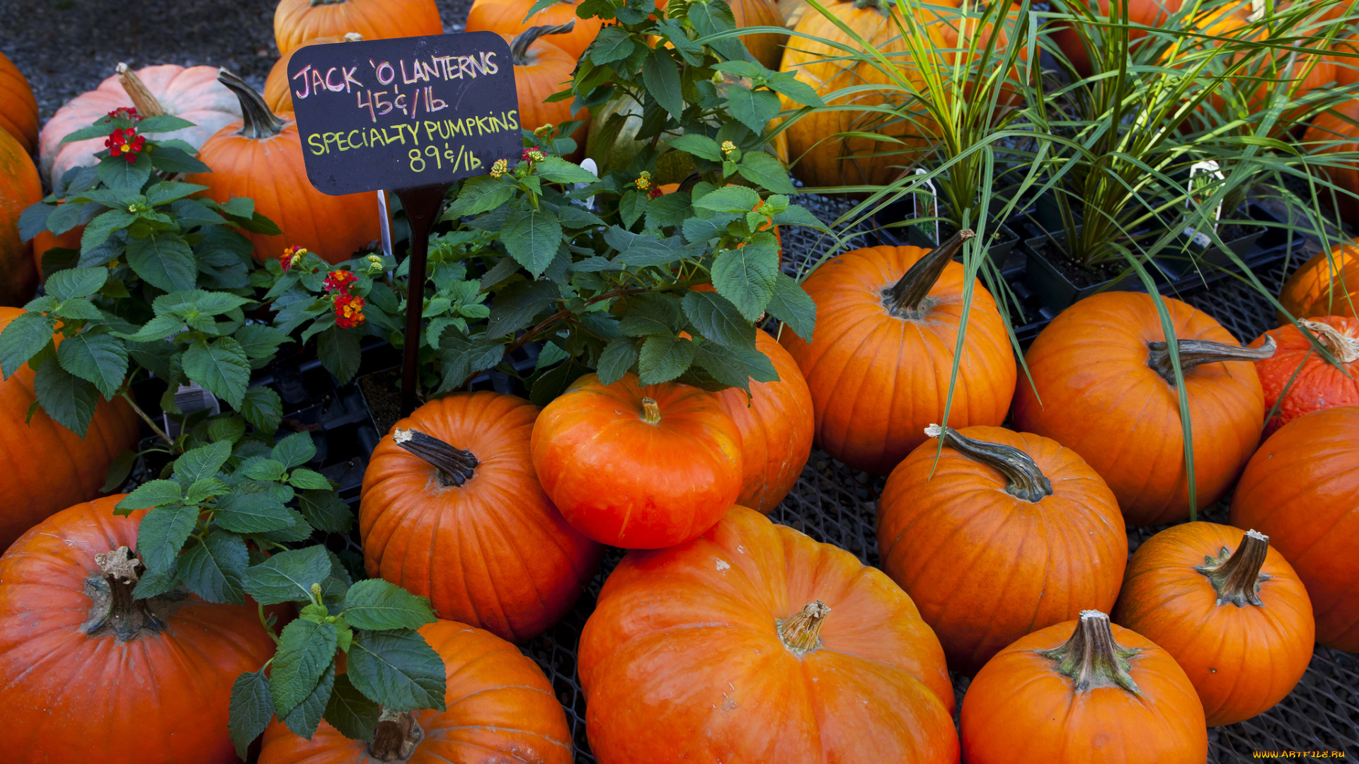 еда, тыква, урожай