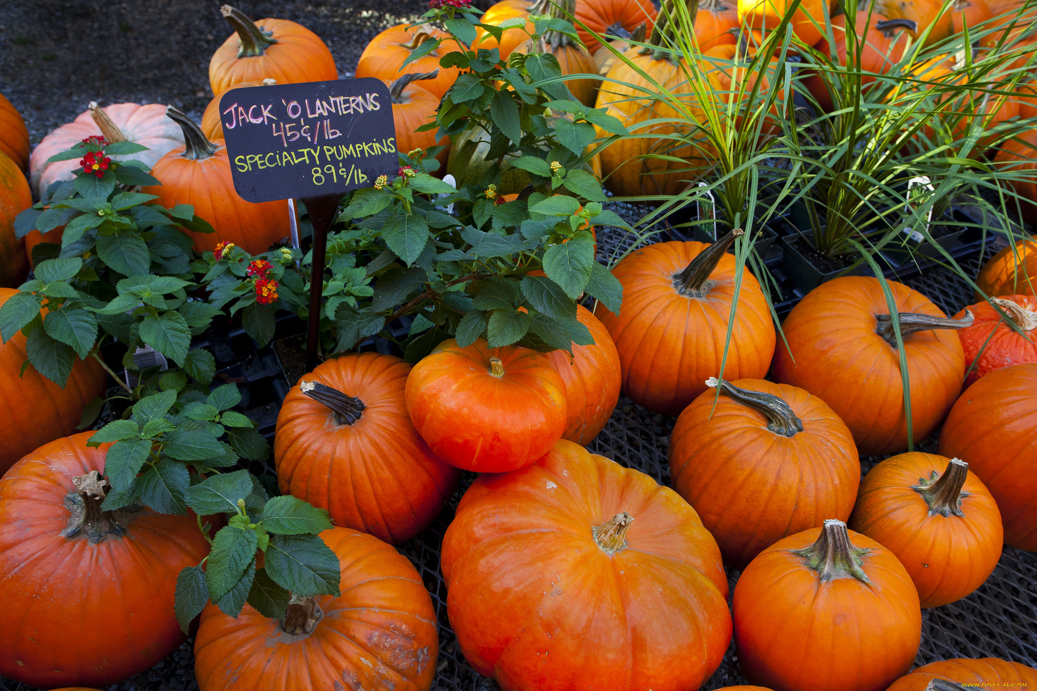 еда, тыква, урожай