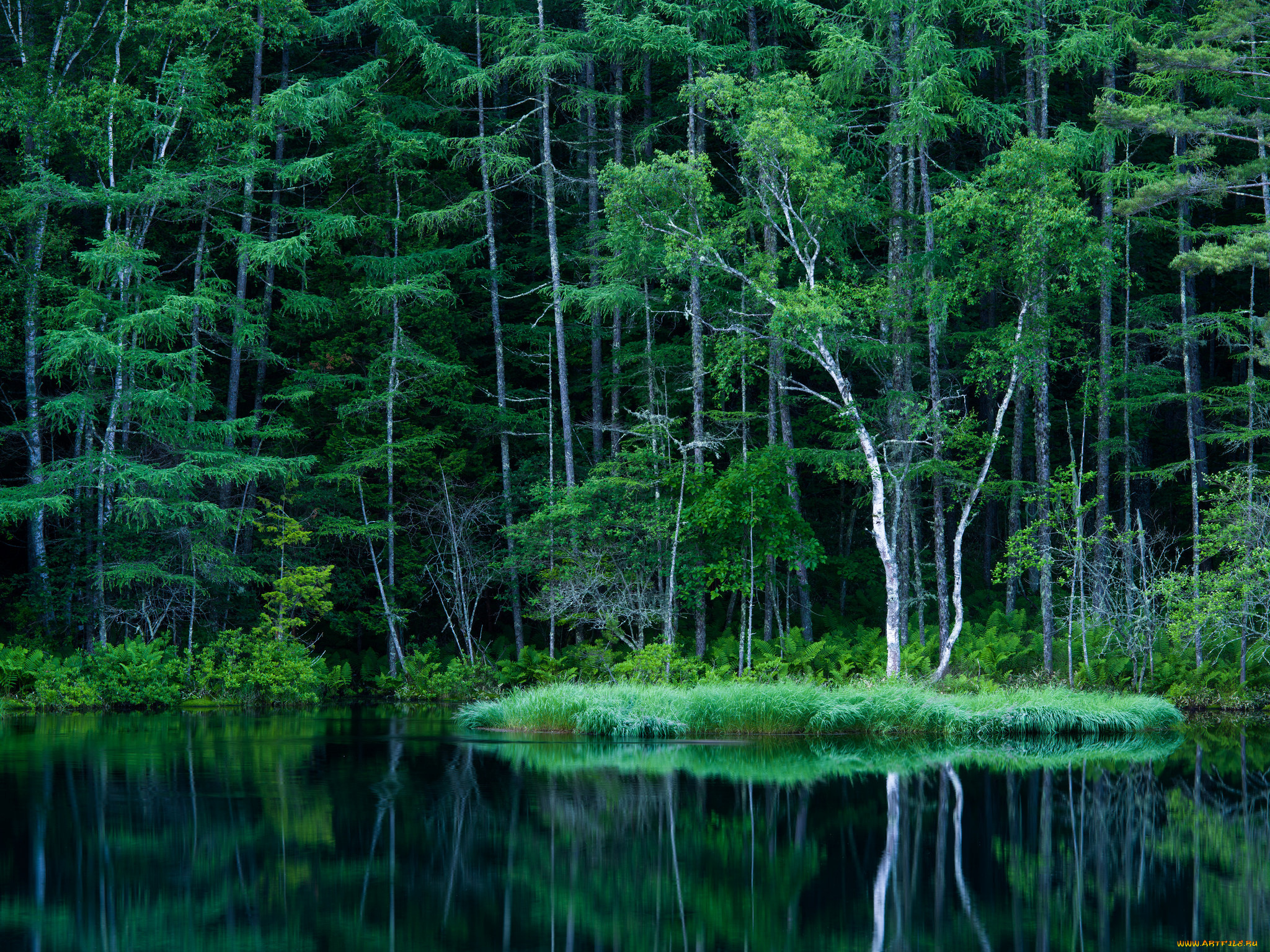 природа, реки, озера, река, лес