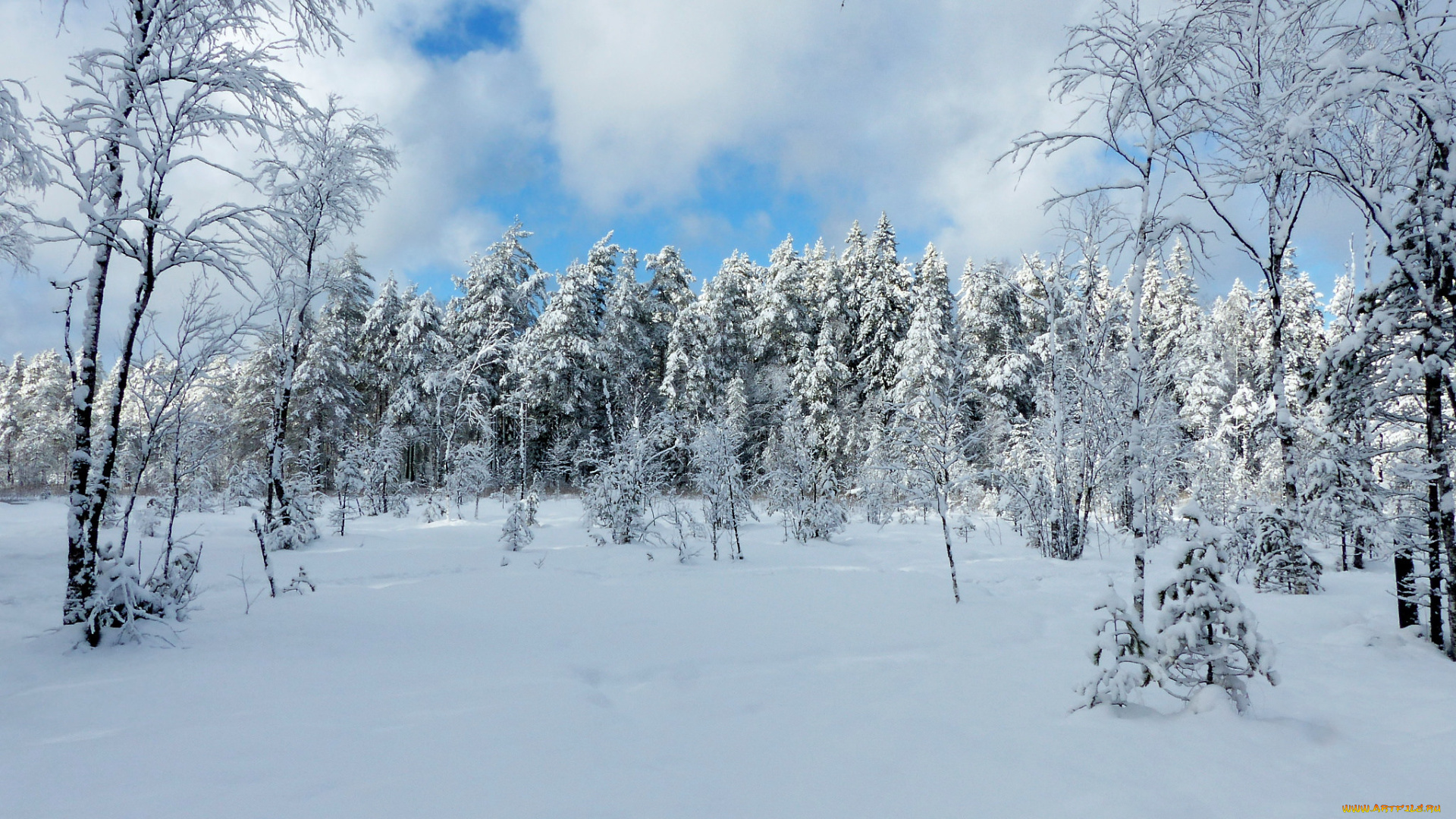 природа, зима, снег