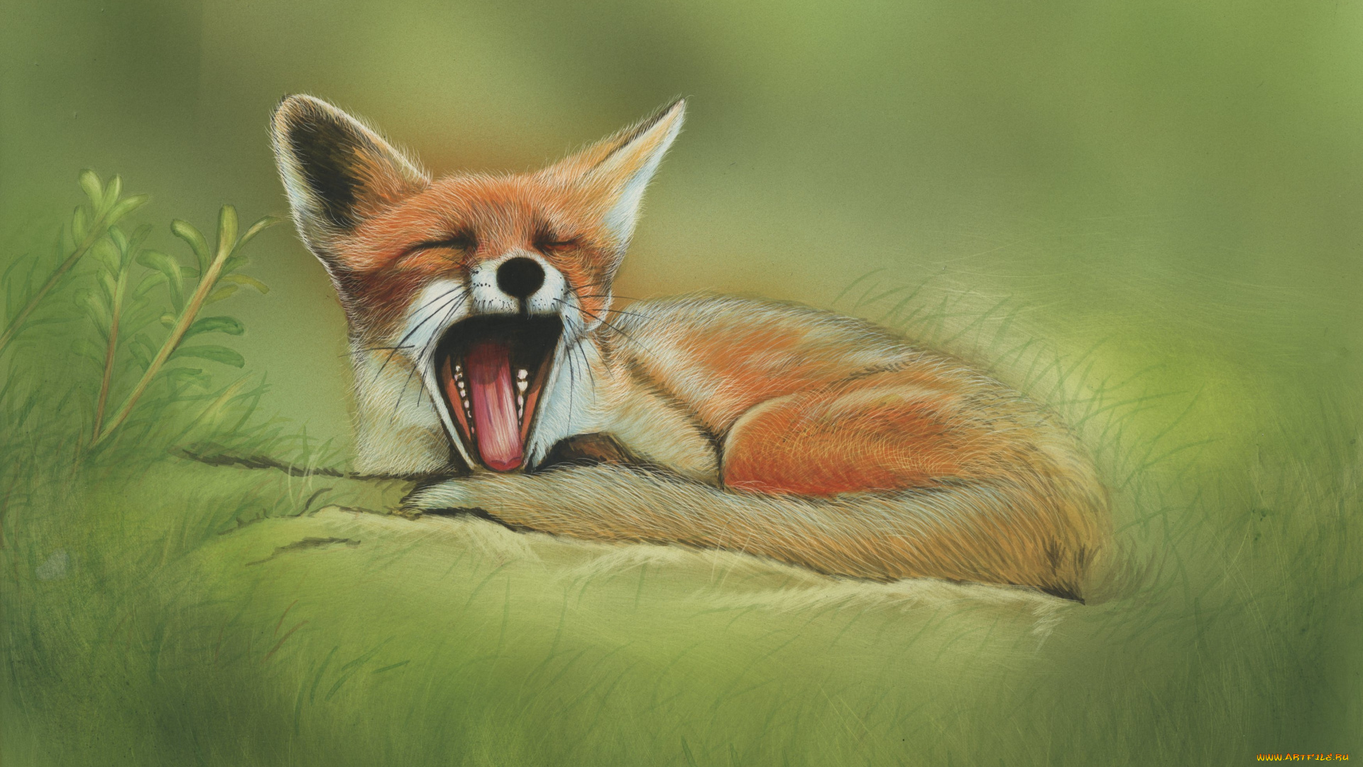 рисованное, животные, , лисы, лиса, зевает, природа