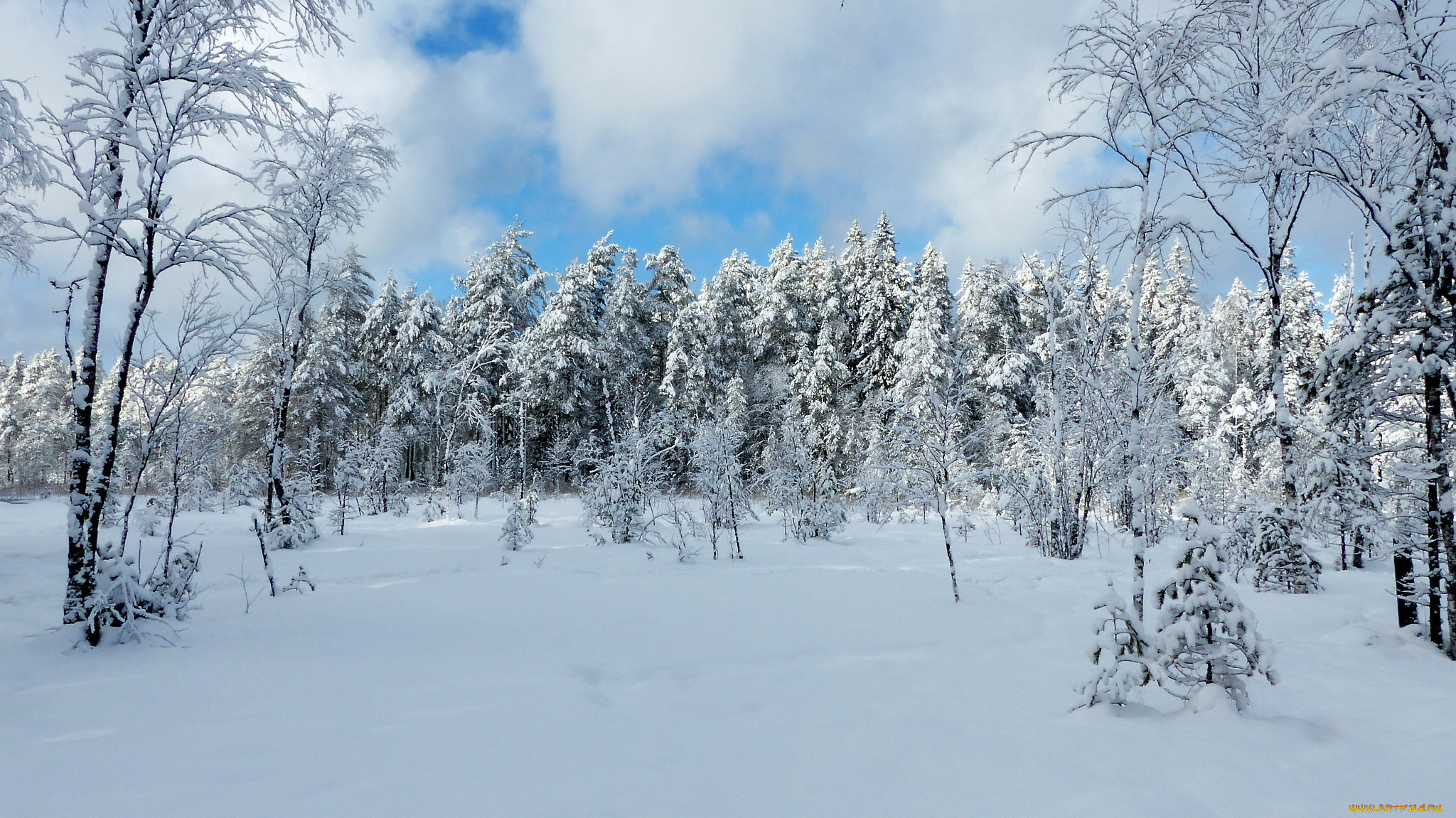 природа, зима, снег