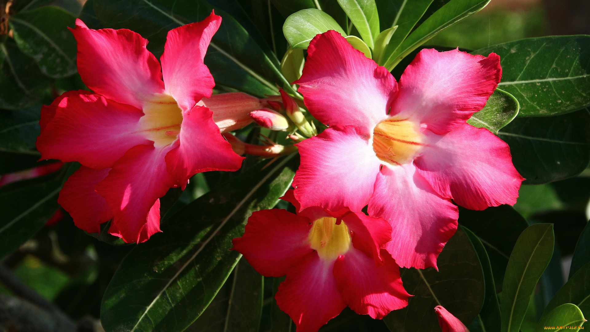 цветы, адениум, , мандевилла, роза, пустыни, пустынная, вьетнам, вьетнама