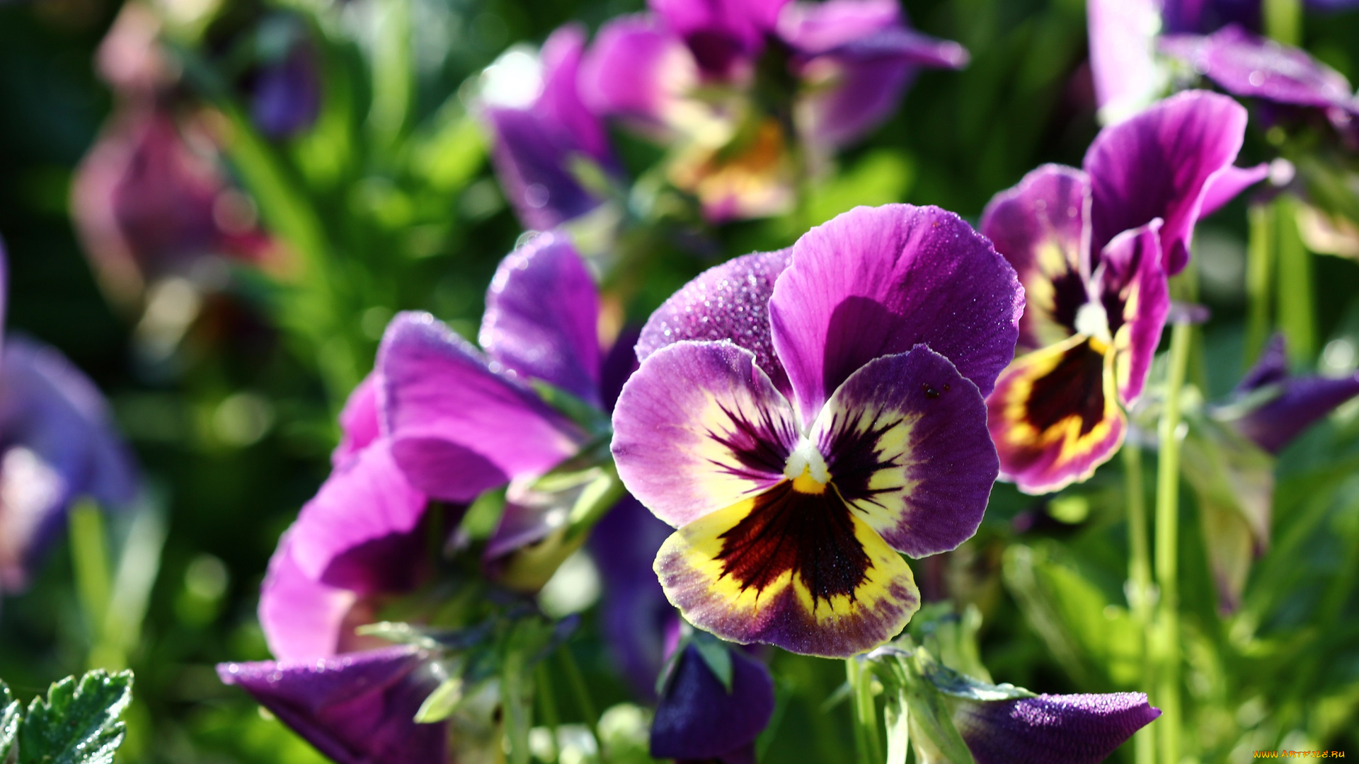 цветы, анютины, глазки, , садовые, фиалки, роса, лето, июнь, виола, анютины, глазки, утро, фиалки