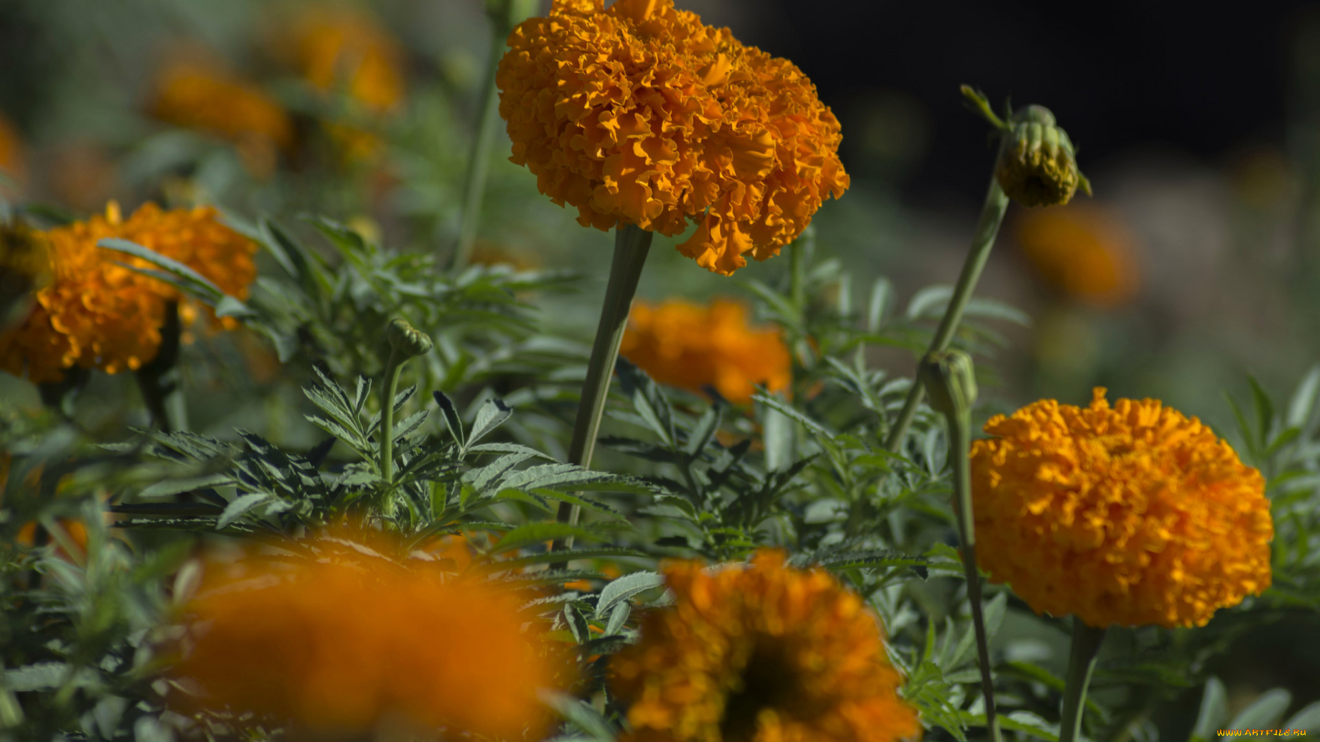 цветы, бархатцы, bushes, yellow, orange, кустики, желтые, flowering, цветение, marigold
