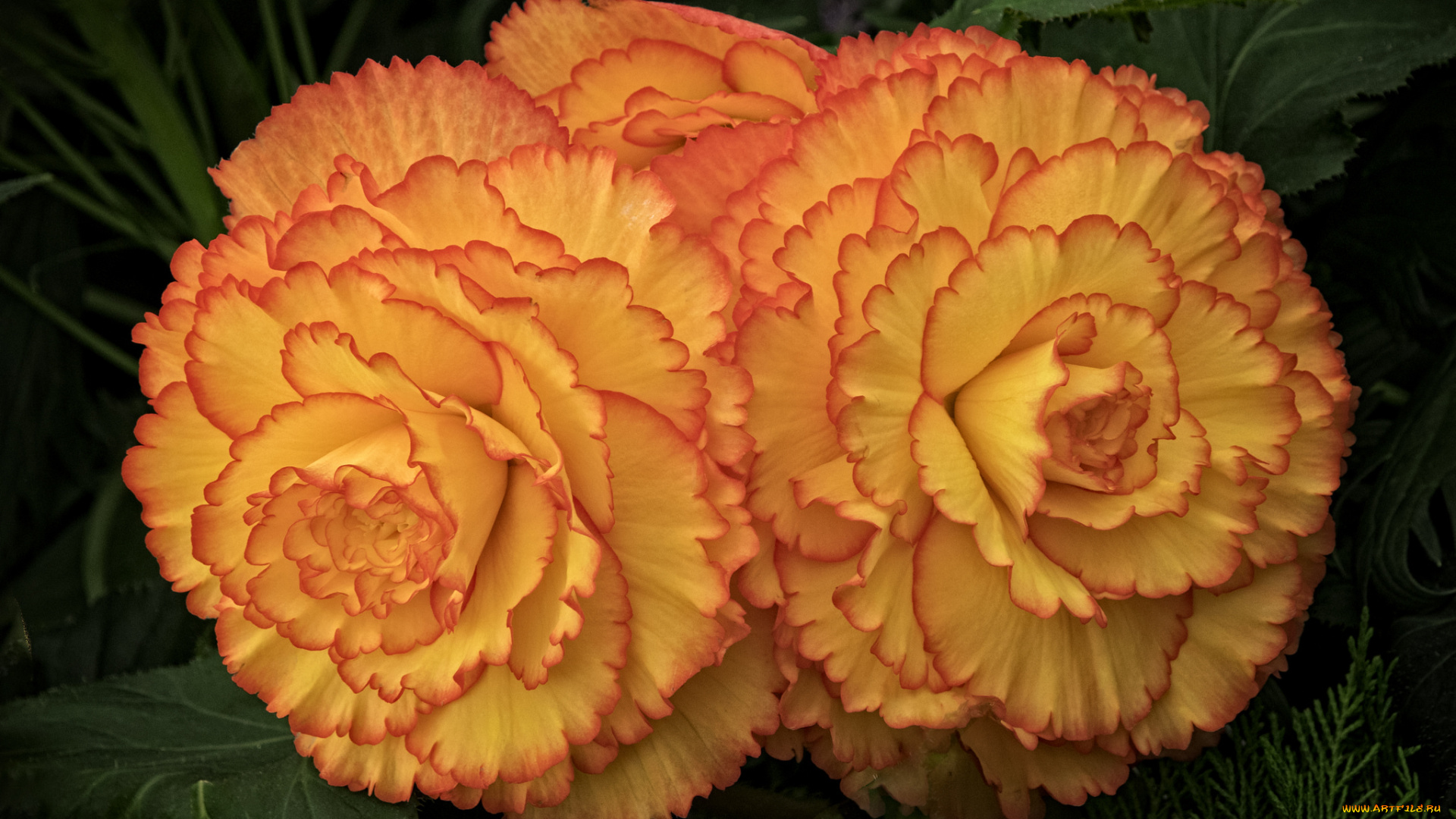 цветы, бегония, цветение, бутоны, оранжевые