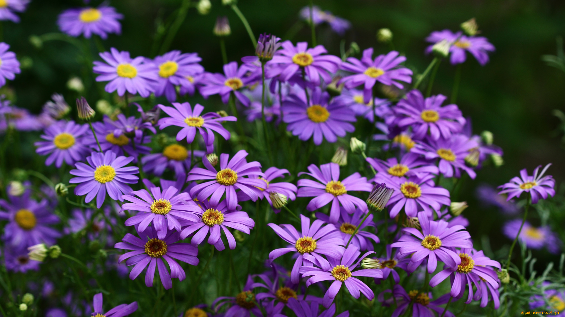 цветы, брахикома, красота, июль, флора, сад, природа, лето, дача