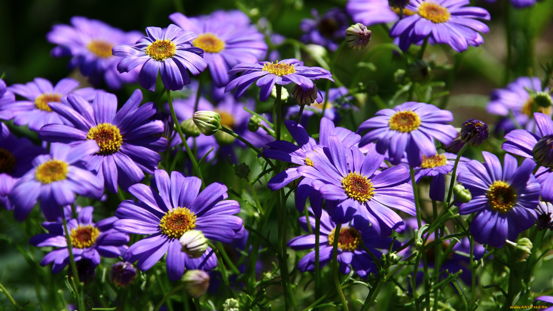 цветы, брахикома, лето, июль, жара, дача, дальний, восток, брихикома