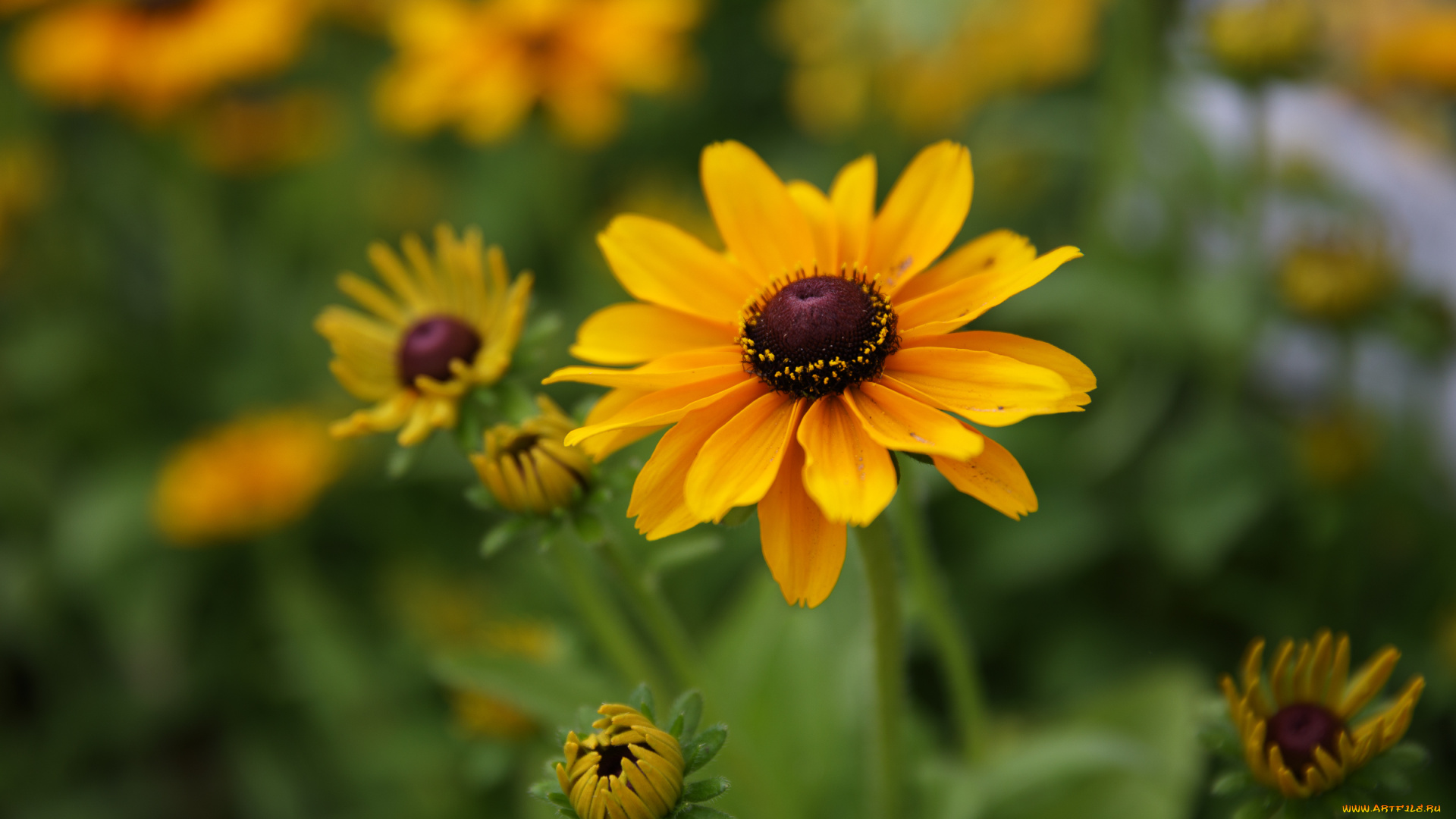 цветы, бутоны, красиво, лето