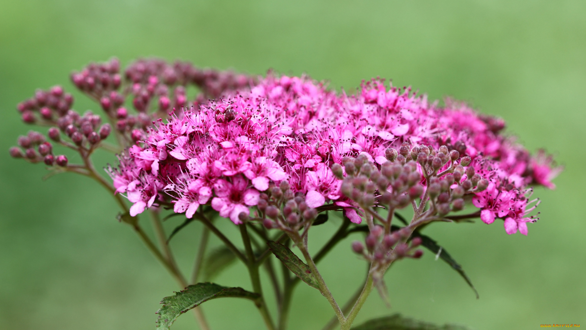 цветы, цветущие, деревья, , , кустарники, дача, декоративные, кустарники, лето, цветущие, флора, спирея, сад, июль, природа