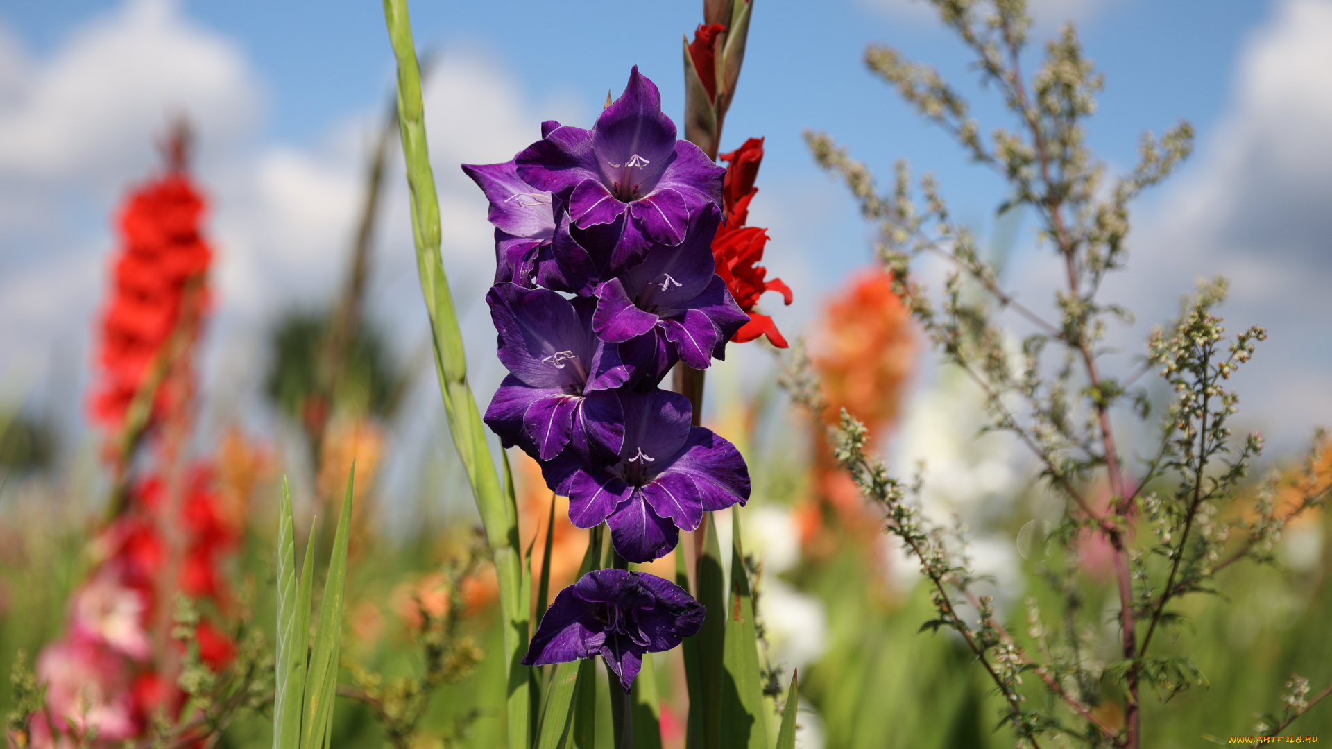 цветы, гладиолусы, лето, красиво, пейзаж, облака