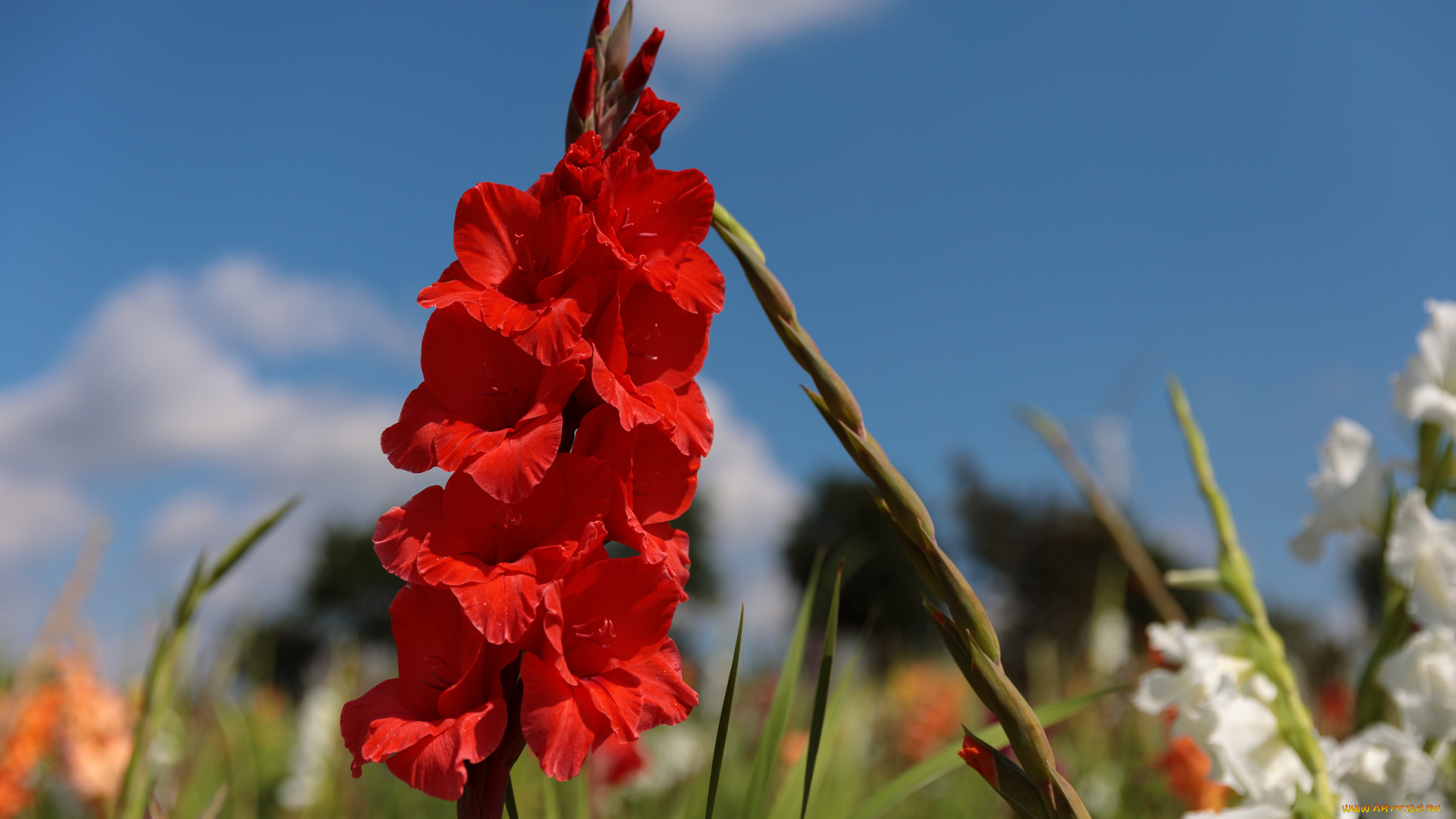 цветы, гладиолусы, лето, красиво, пейзаж, облака