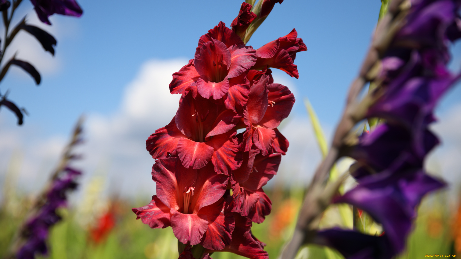цветы, гладиолусы, облака, лето, красиво, пейзаж