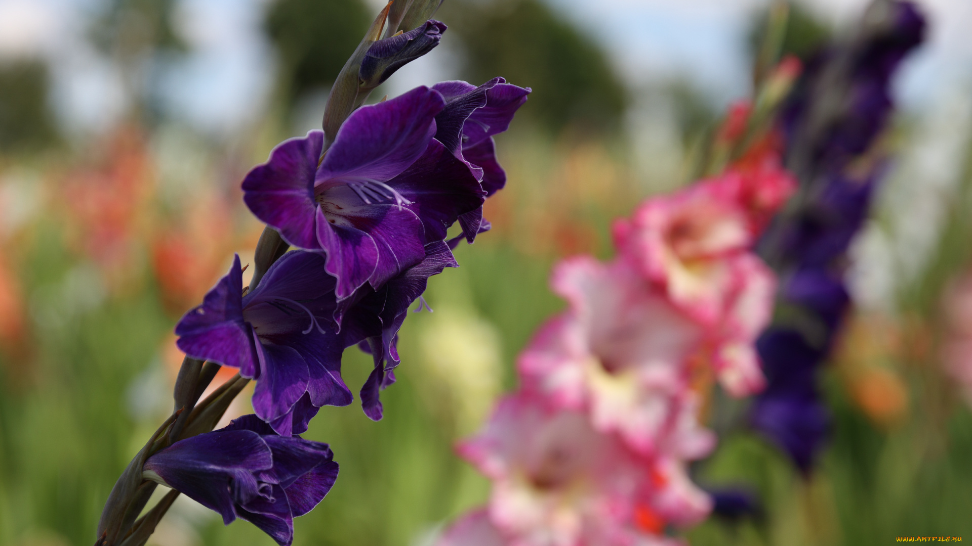 цветы, гладиолусы, облака, пейзаж, красиво, лето