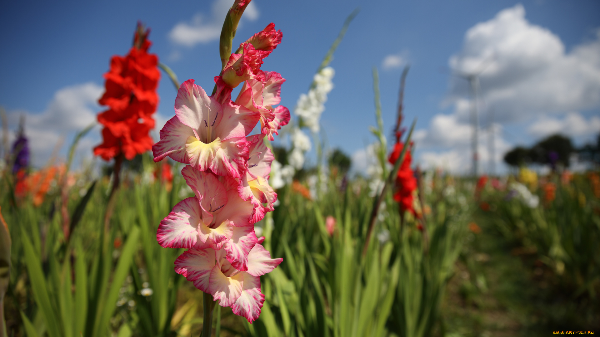 цветы, гладиолусы, пейзаж, облака, лето, красиво