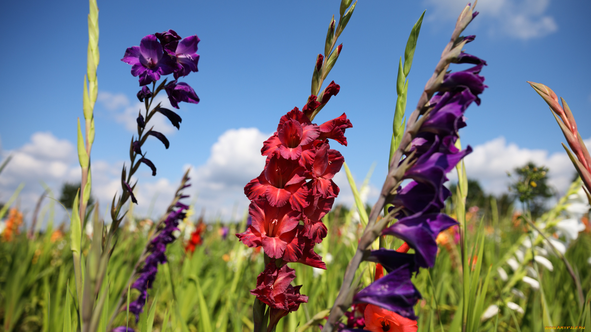цветы, гладиолусы, пейзаж, облака, лето, красиво