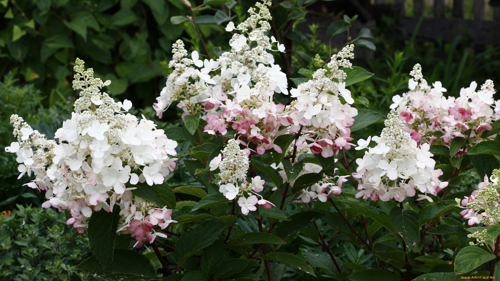 цветы, гортензия, цветущие, кустарники, сад, лето, дождь, дача, август