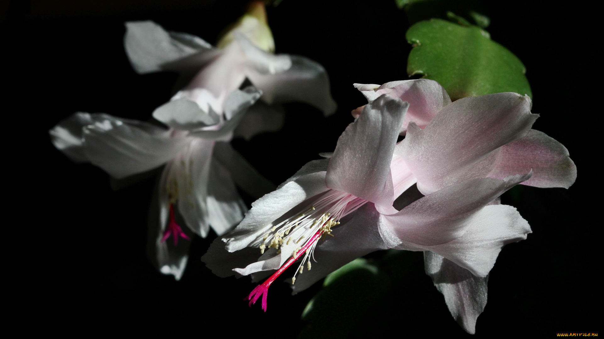 цветы, кактусы, лесные, зима, декабристы