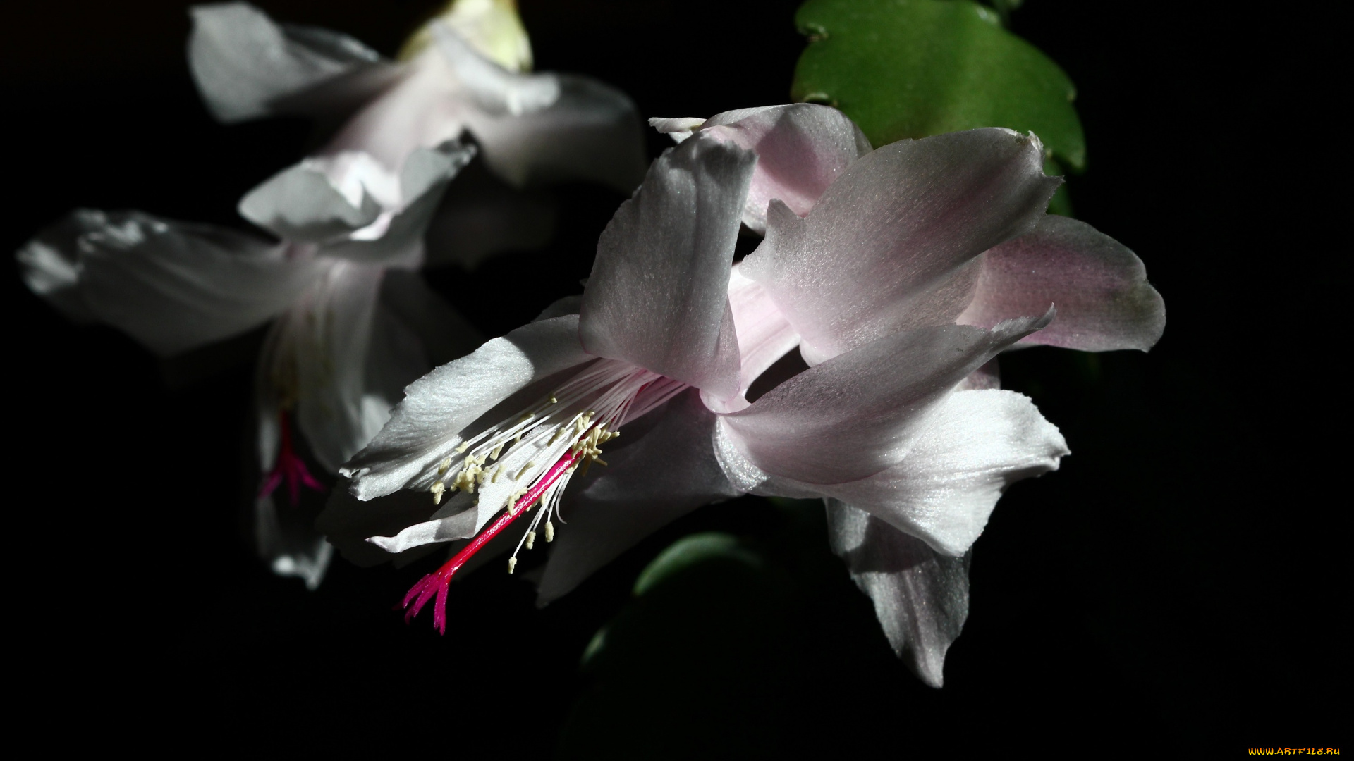 цветы, кактусы, лесные, зима, жвн, декабристы