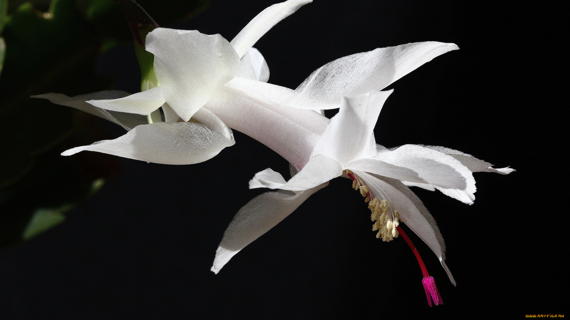 цветы, кактусы, нфд, красота, комнатные, декабристы, зигокактусы, дома, рц