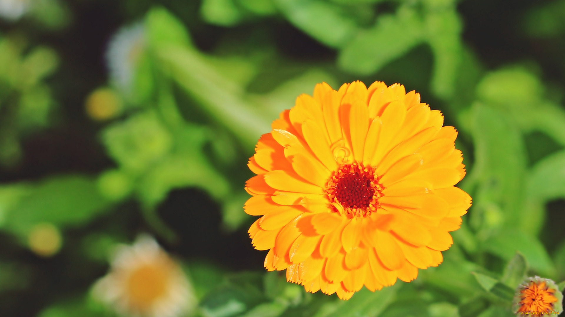 цветы, календула, цветок, растение, природа, лето