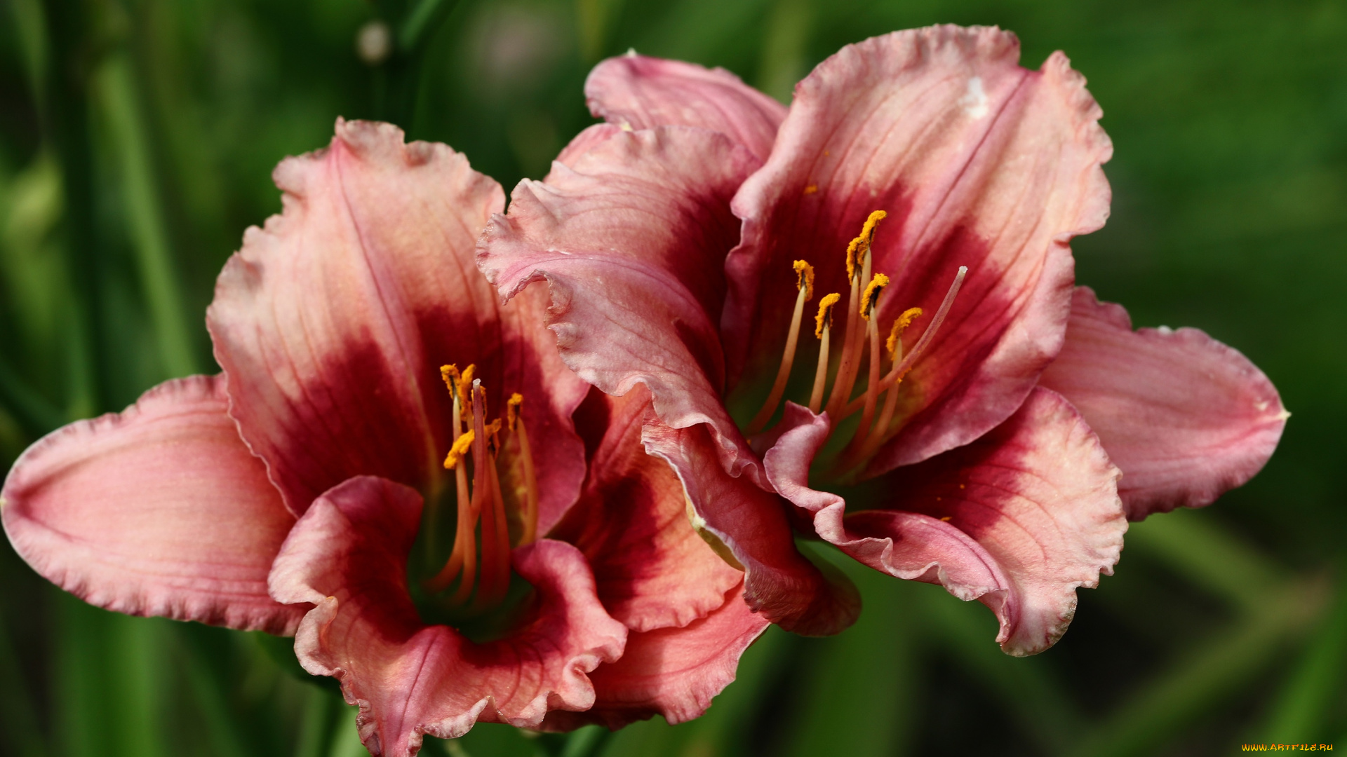 цветы, лилии, , лилейники, август, дача, красота, лето, лилейники