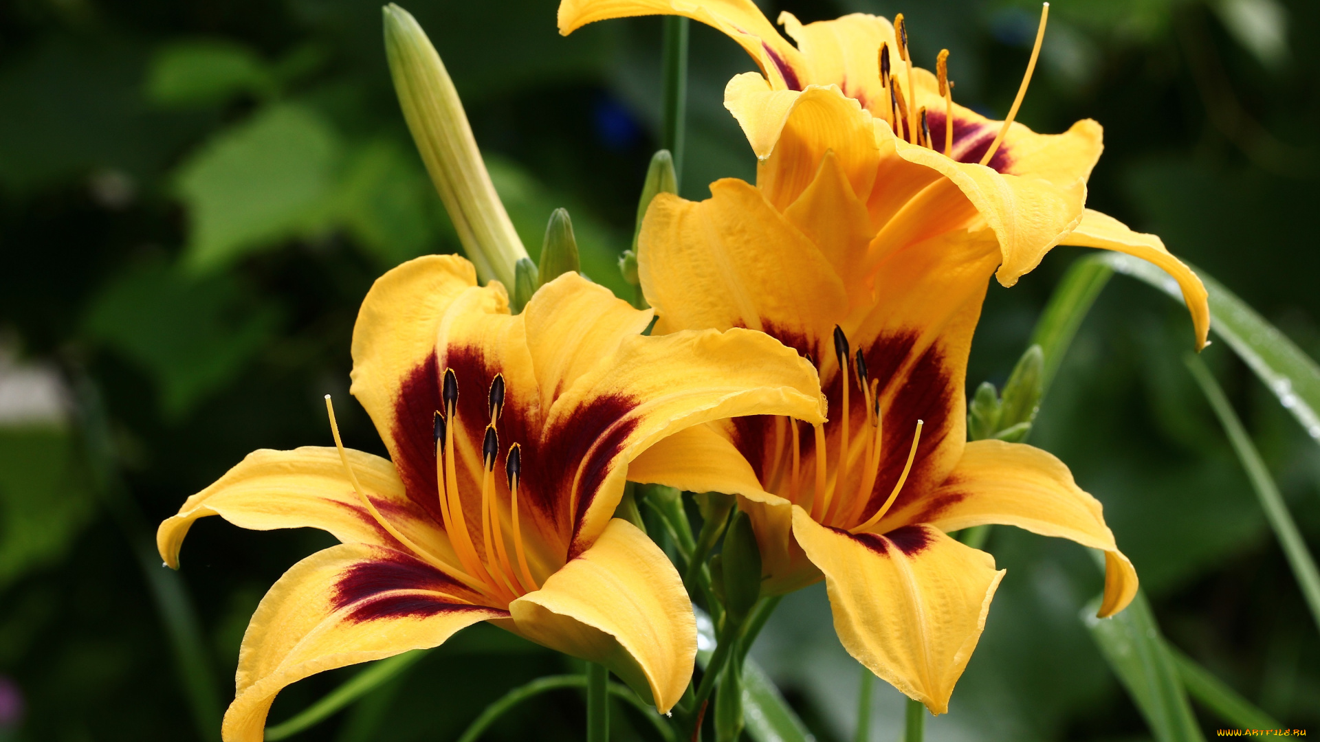 цветы, лилии, , лилейники, дача, июль, лилейники, лето, сад, флора