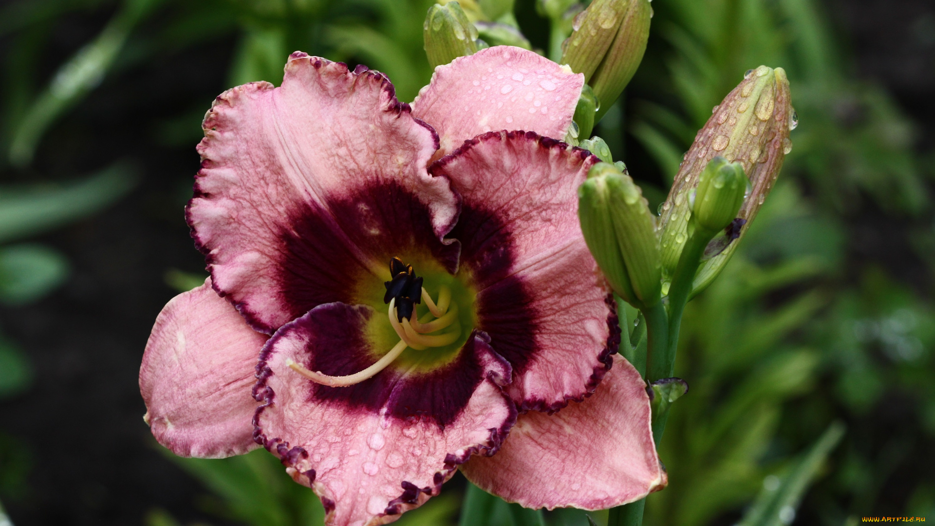 цветы, лилии, , лилейники, дождь, июль, капли, дождя, дача, лилейники