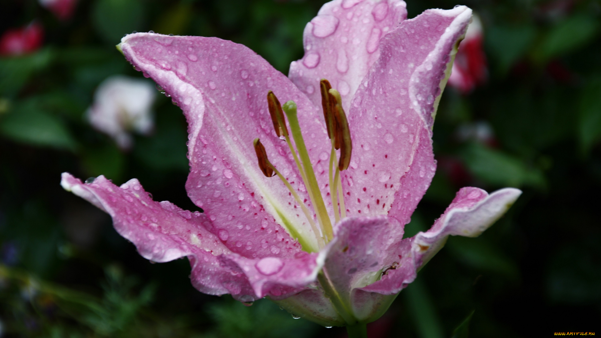 цветы, лилии, , лилейники, капли, дождя, сад, дождь, дача, август, ливень, лето