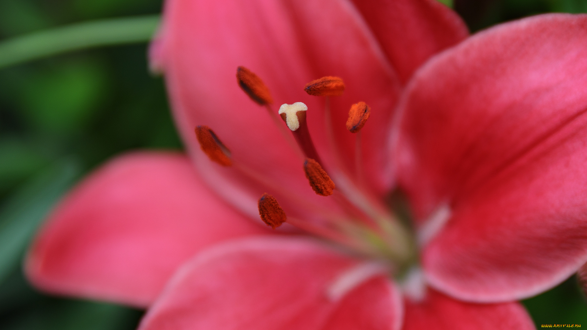 цветы, лилии, , лилейники, пестик, тычинка, цветение