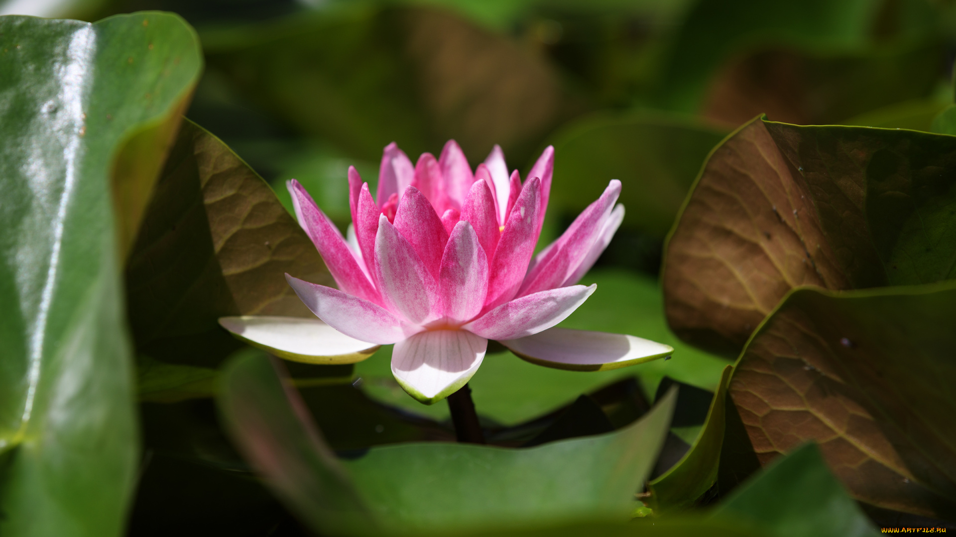 цветы, лилии, водяные, , нимфеи, , кувшинки, пруд, лилии, нимфея, лето, красочно, красиво